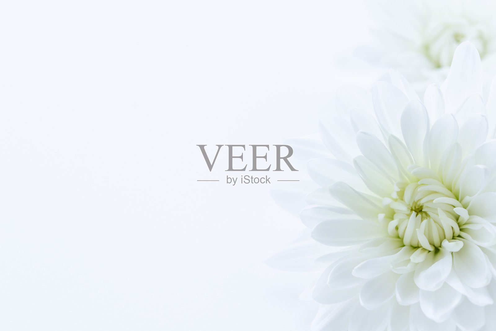 白色的菊花照片摄影图片