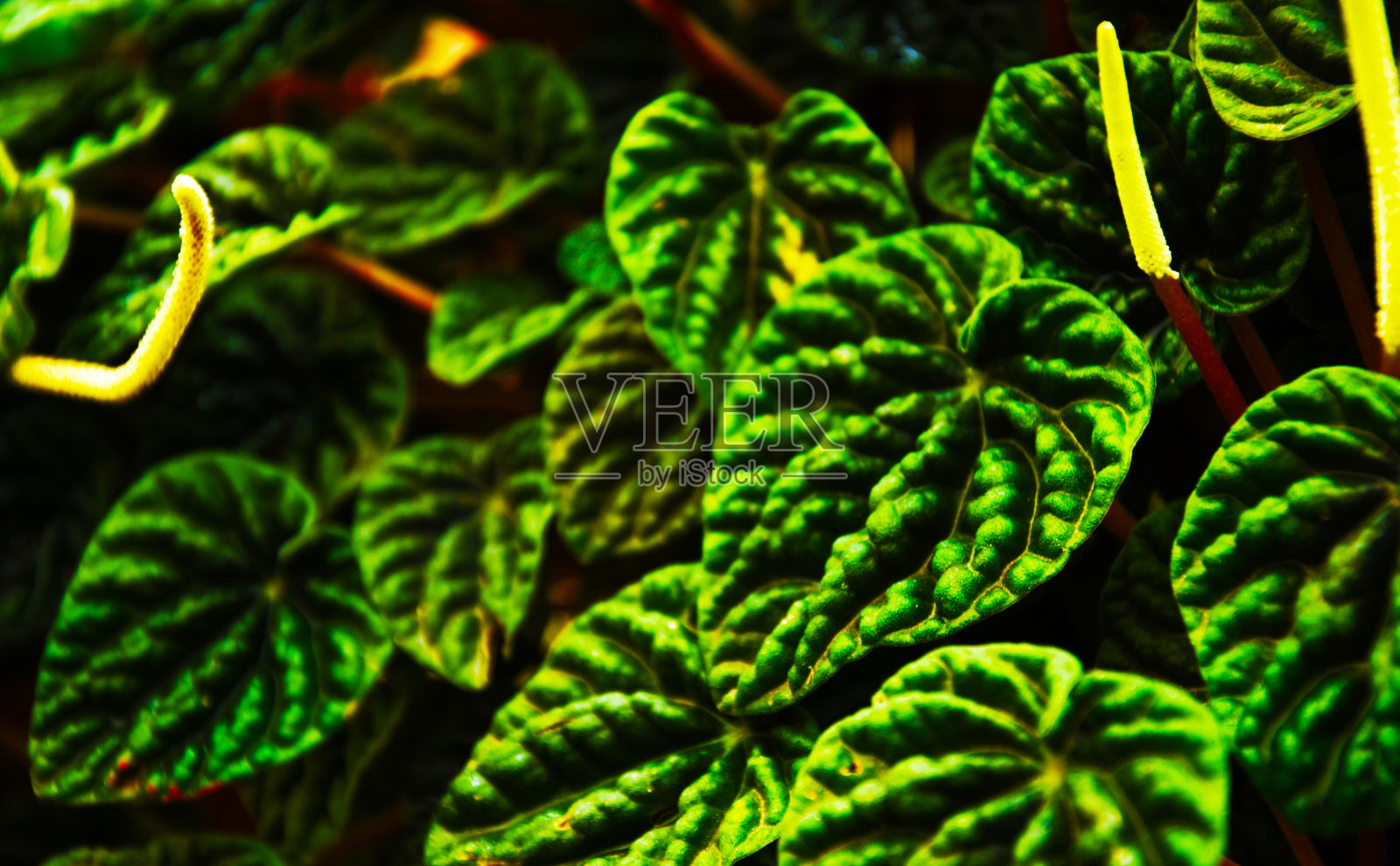 投资组合照片摄影图片