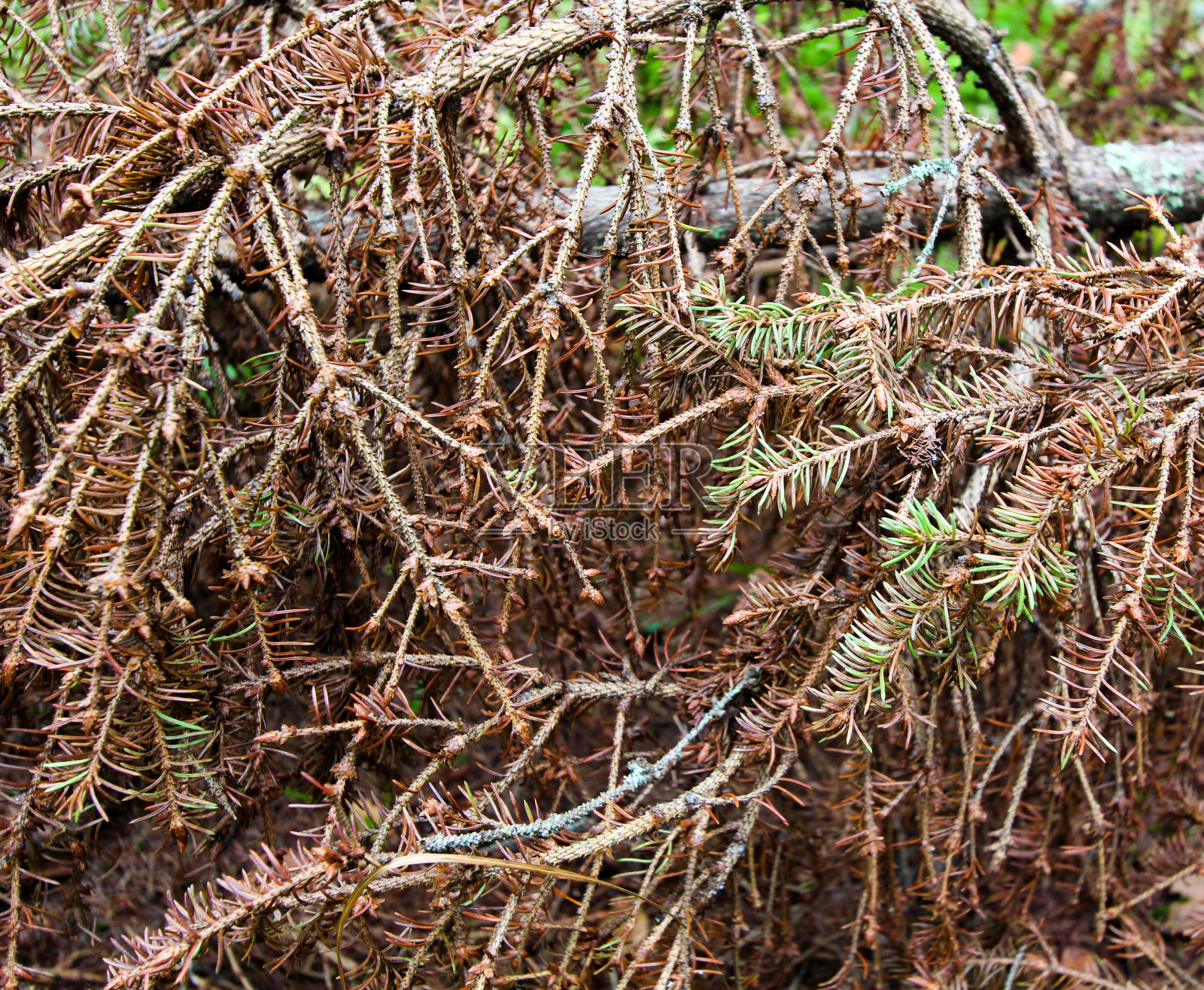 云杉的枯枝散落在地上。特写镜头。照片摄影图片