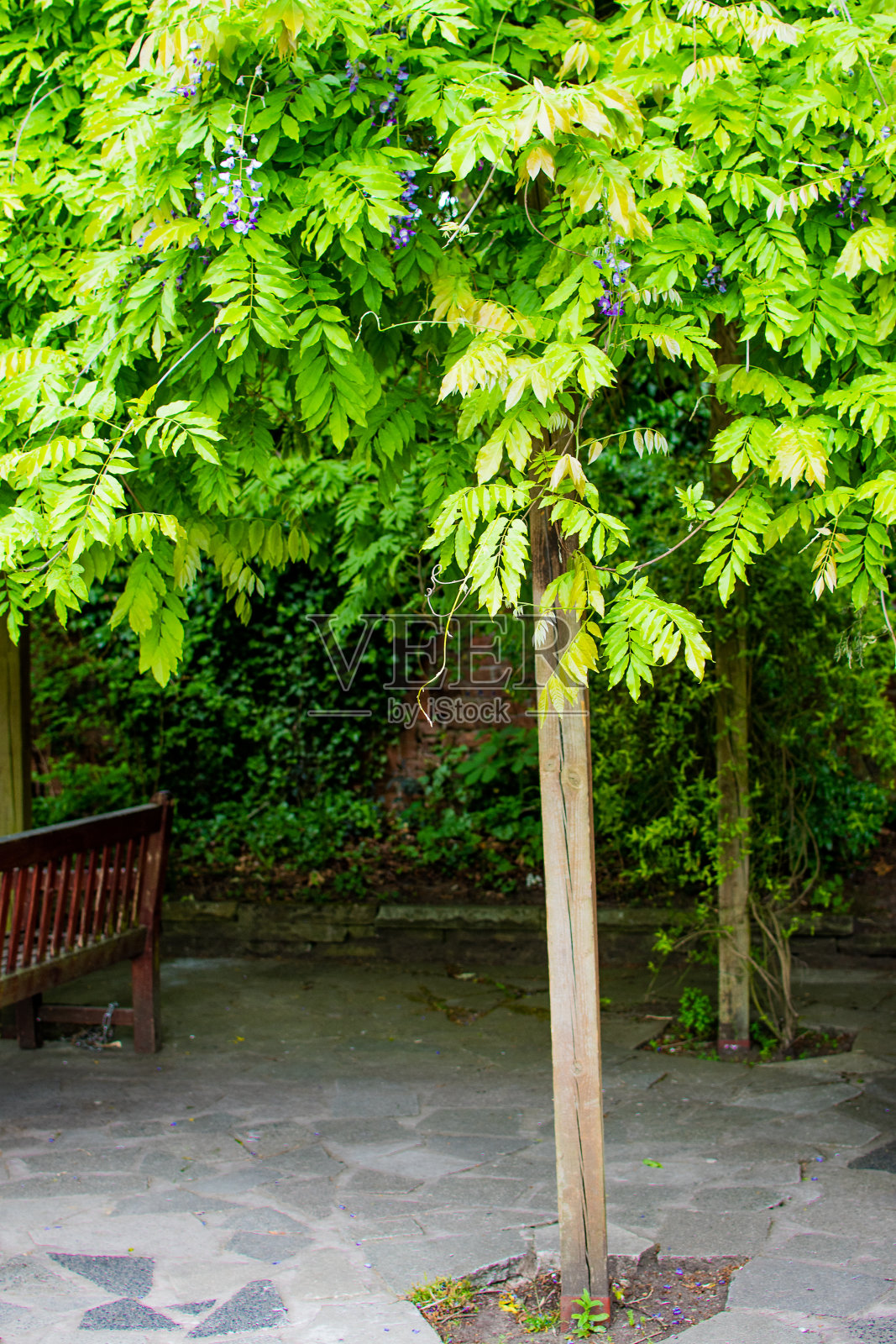 弗莱彻苔藓照片摄影图片