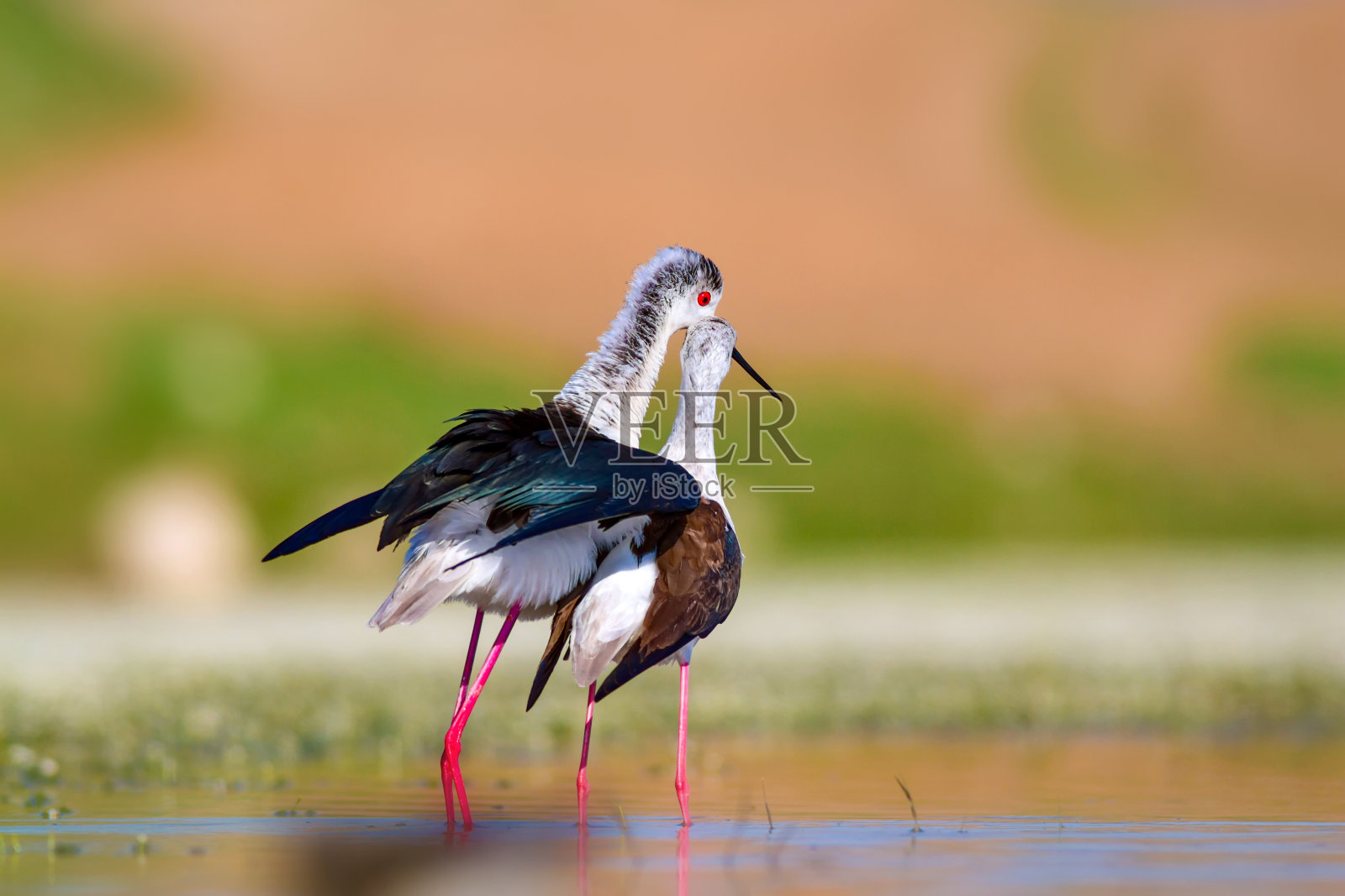 美丽浪漫的水鸟。水体自然生境背景。鸟类:黑翼高跷。照片摄影图片