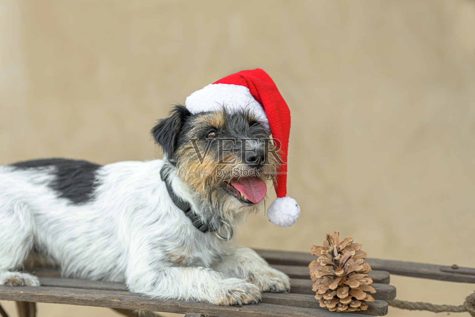 可爱的小狗在棕色背景的棕色雪橇前摆姿势照片摄影图片
