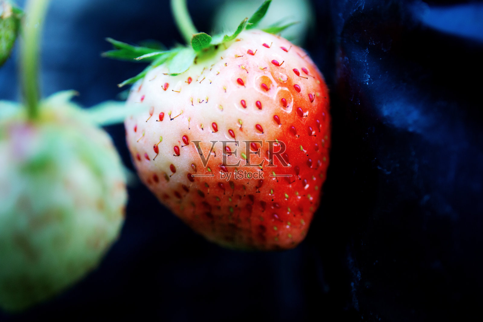 熟透的草莓放在盆栽上。照片摄影图片