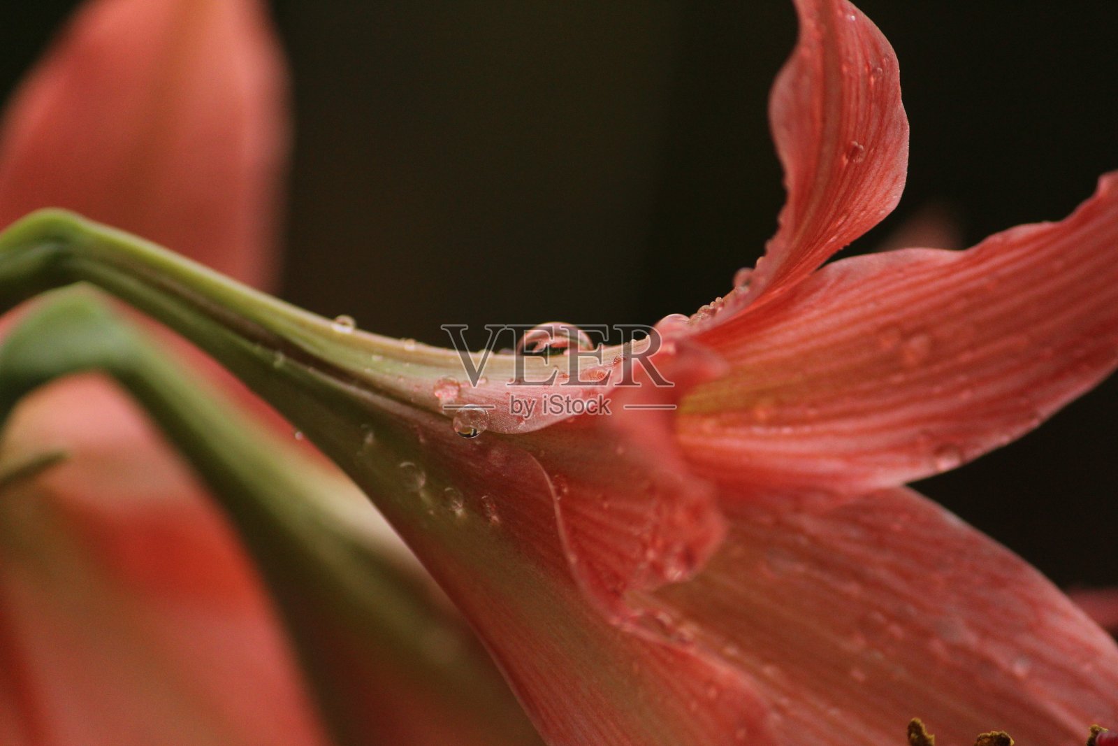 湿漉漉的粉红色百合花,上面有雨滴照片摄影图片