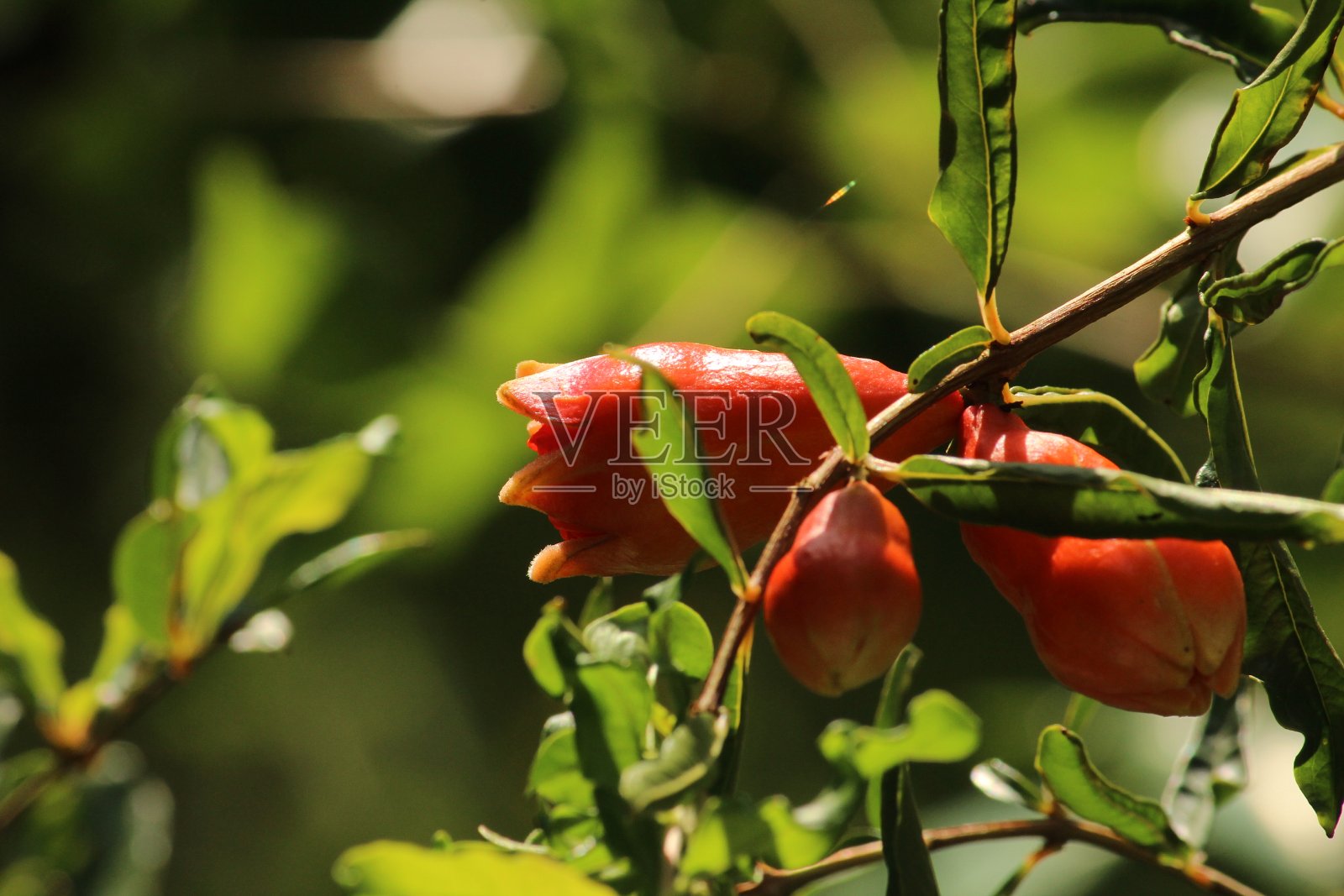 石榴花或嫩芽与绿叶的石榴树特写照片摄影图片