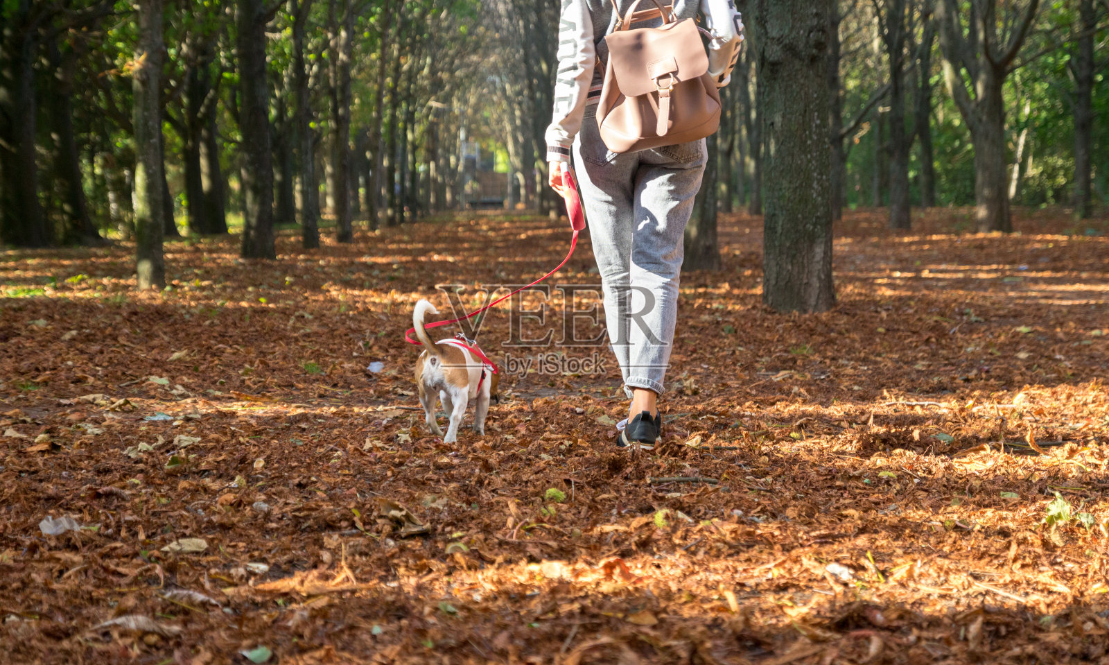 女孩和杰克罗素狗在秋天公园的橙色树叶上散步照片摄影图片