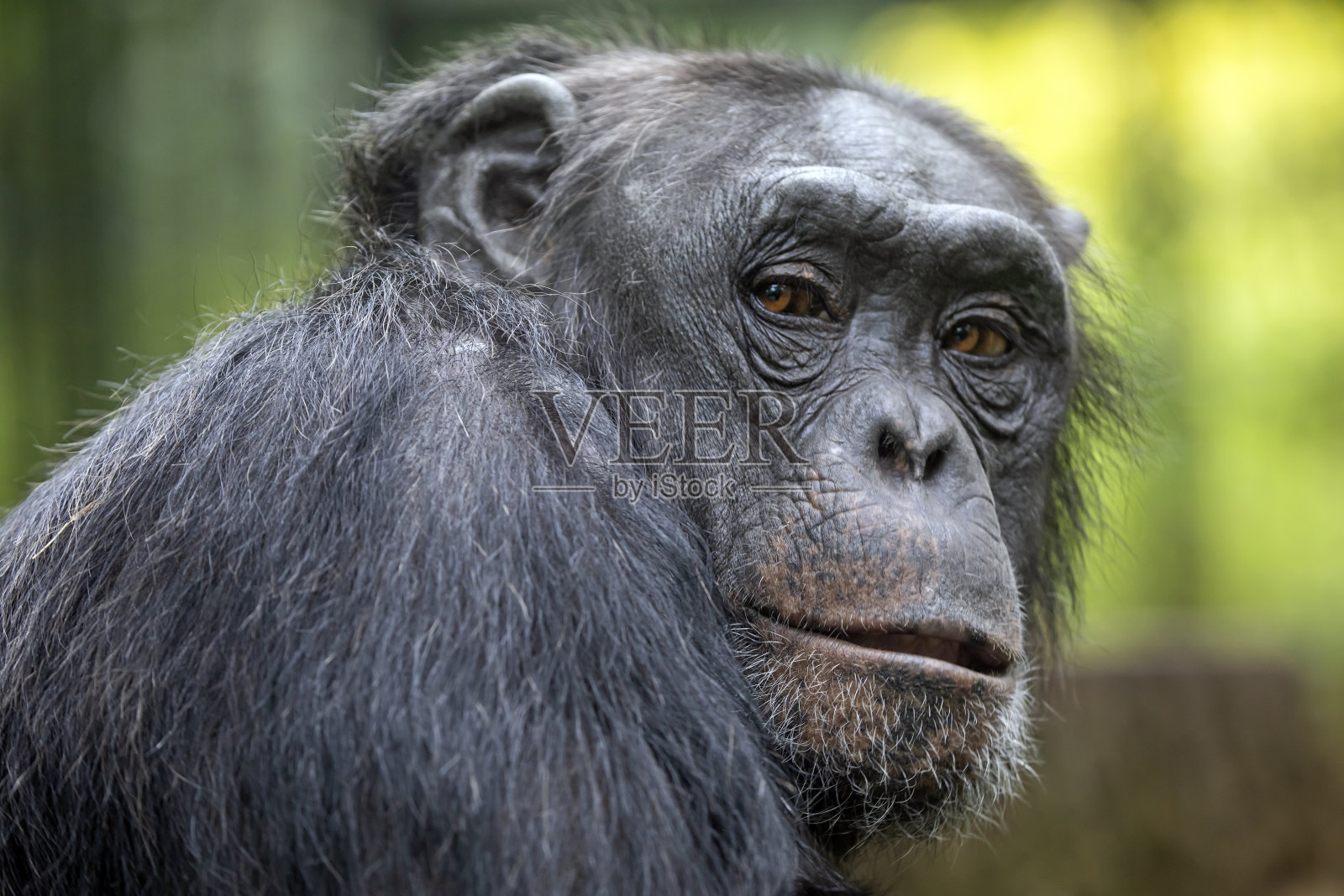 这是一只黑猩猩照片摄影图片