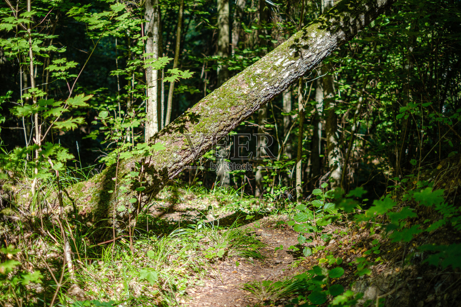 大的孤立的树干在绿色的森林照片摄影图片