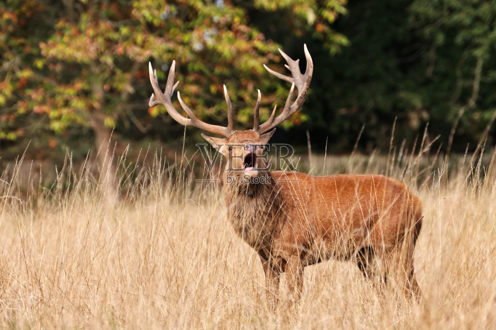 雄马鹿在发情季节吼叫照片摄影图片