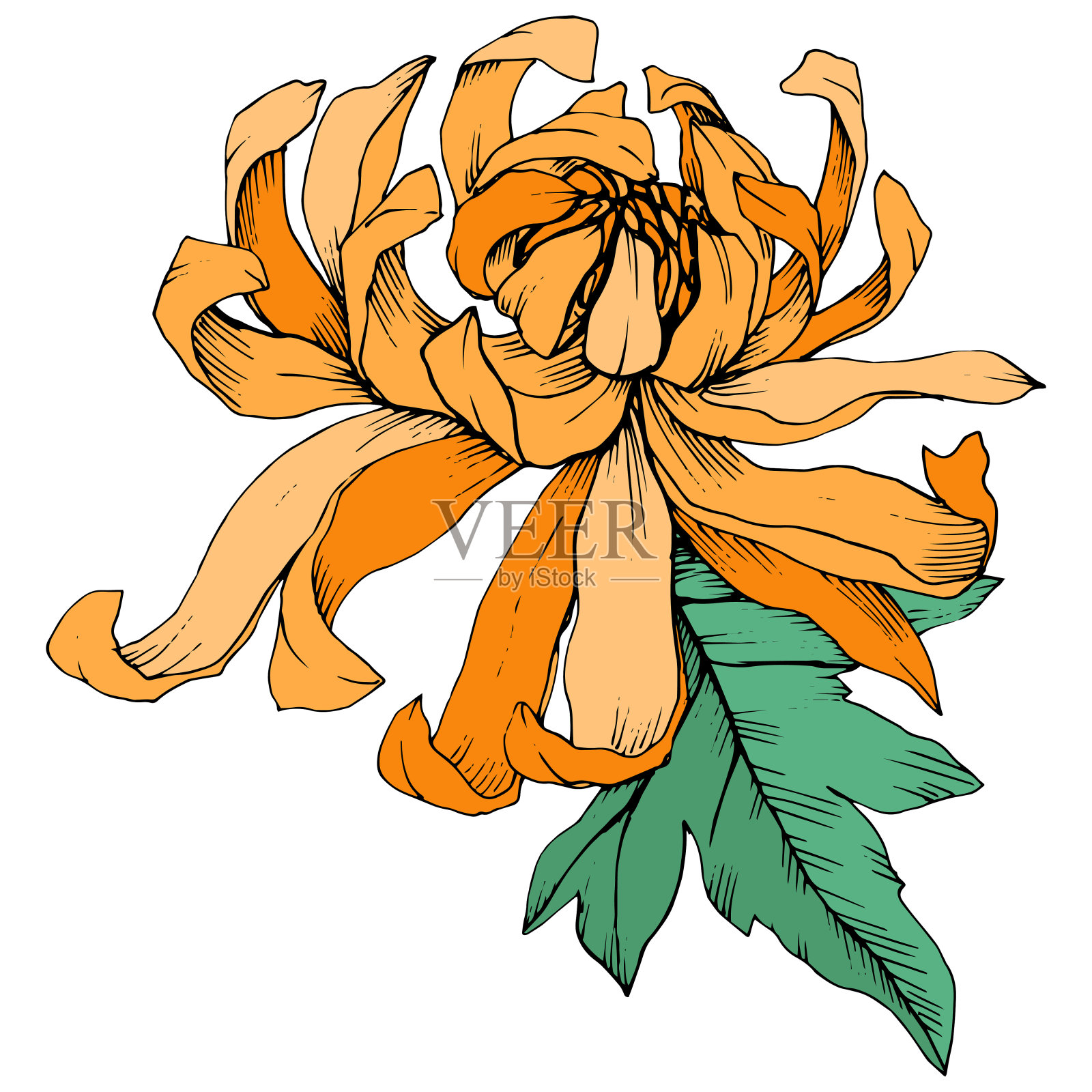 矢车菊属植物橙色花。艺术雕刻墨水。孤立花插图元素。插画图片素材