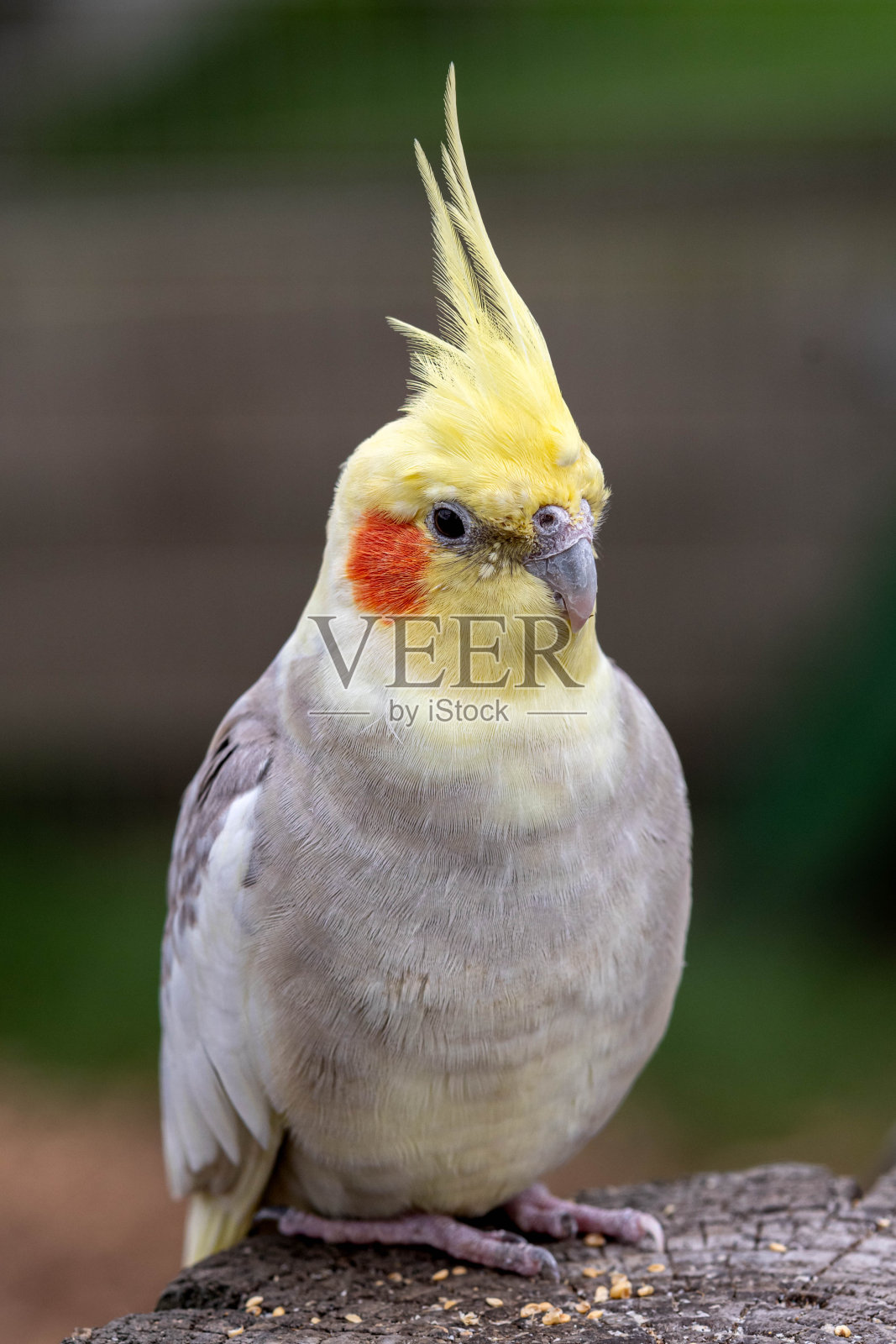 美丽的鹦鹉栖息在树上照片摄影图片