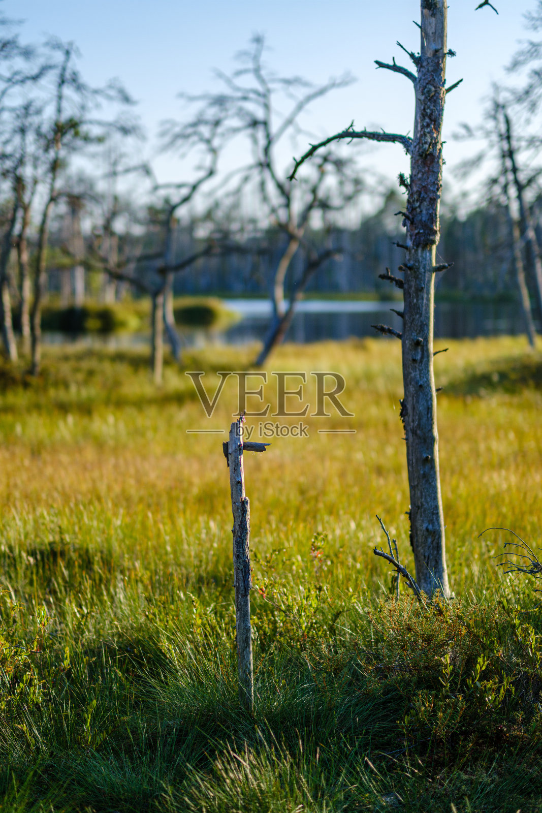 大的孤立的树干在绿色的森林照片摄影图片