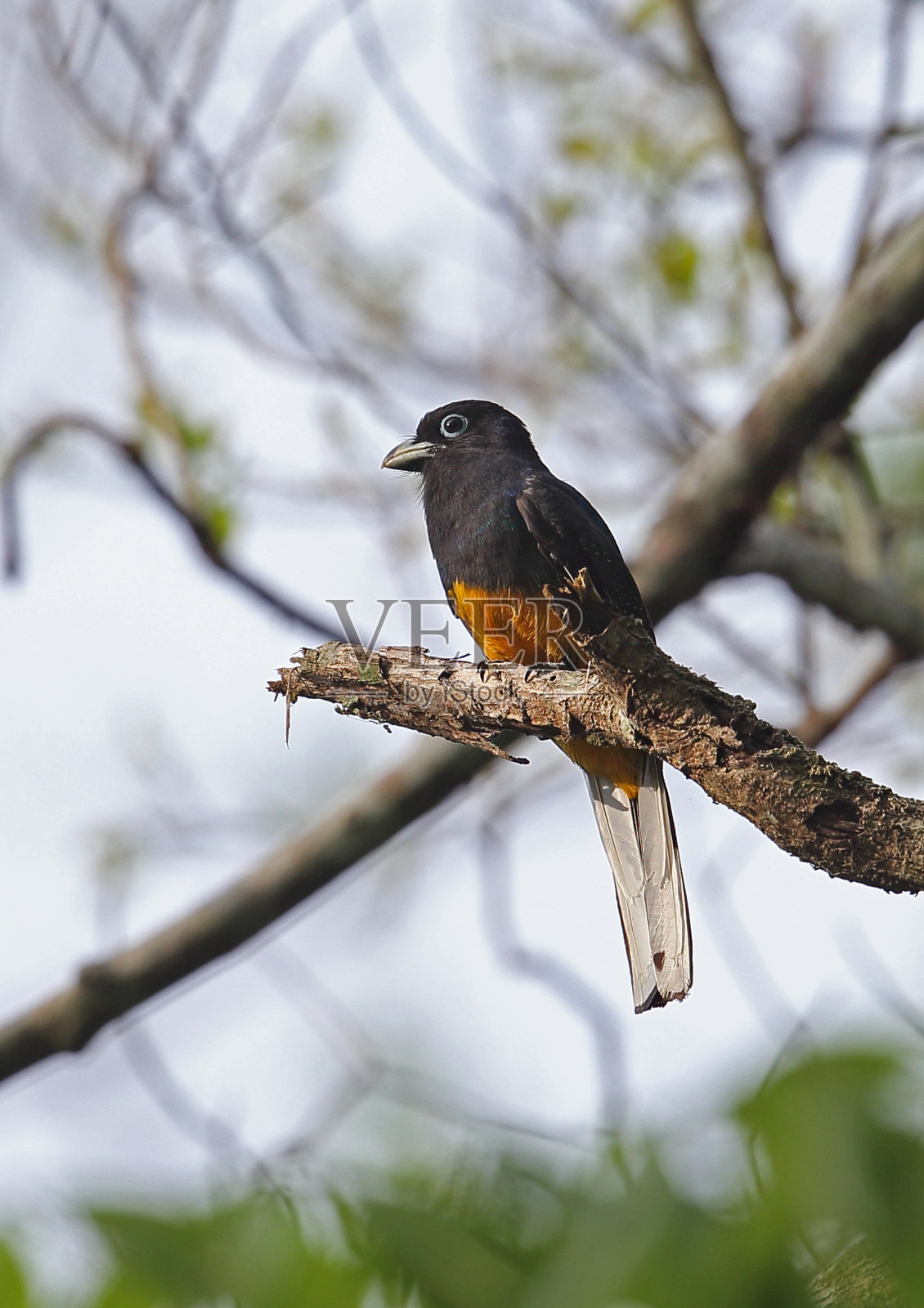白尾咬鹃照片摄影图片