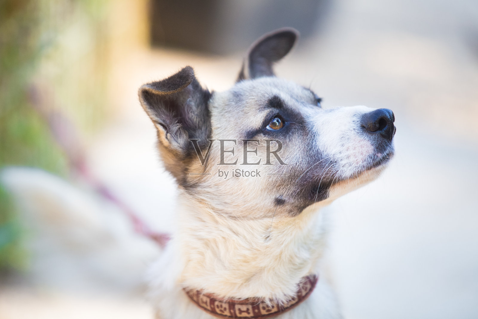 好奇的混血儿快乐的被收养的狗照片摄影图片