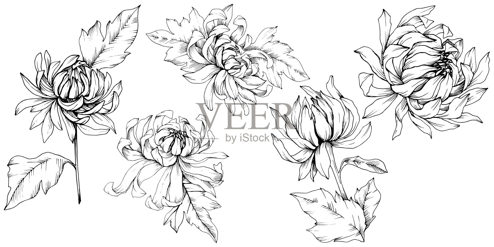 矢车菊,花卉植物花。黑白篆刻水墨艺术。孤立花插图元素。插画图片素材