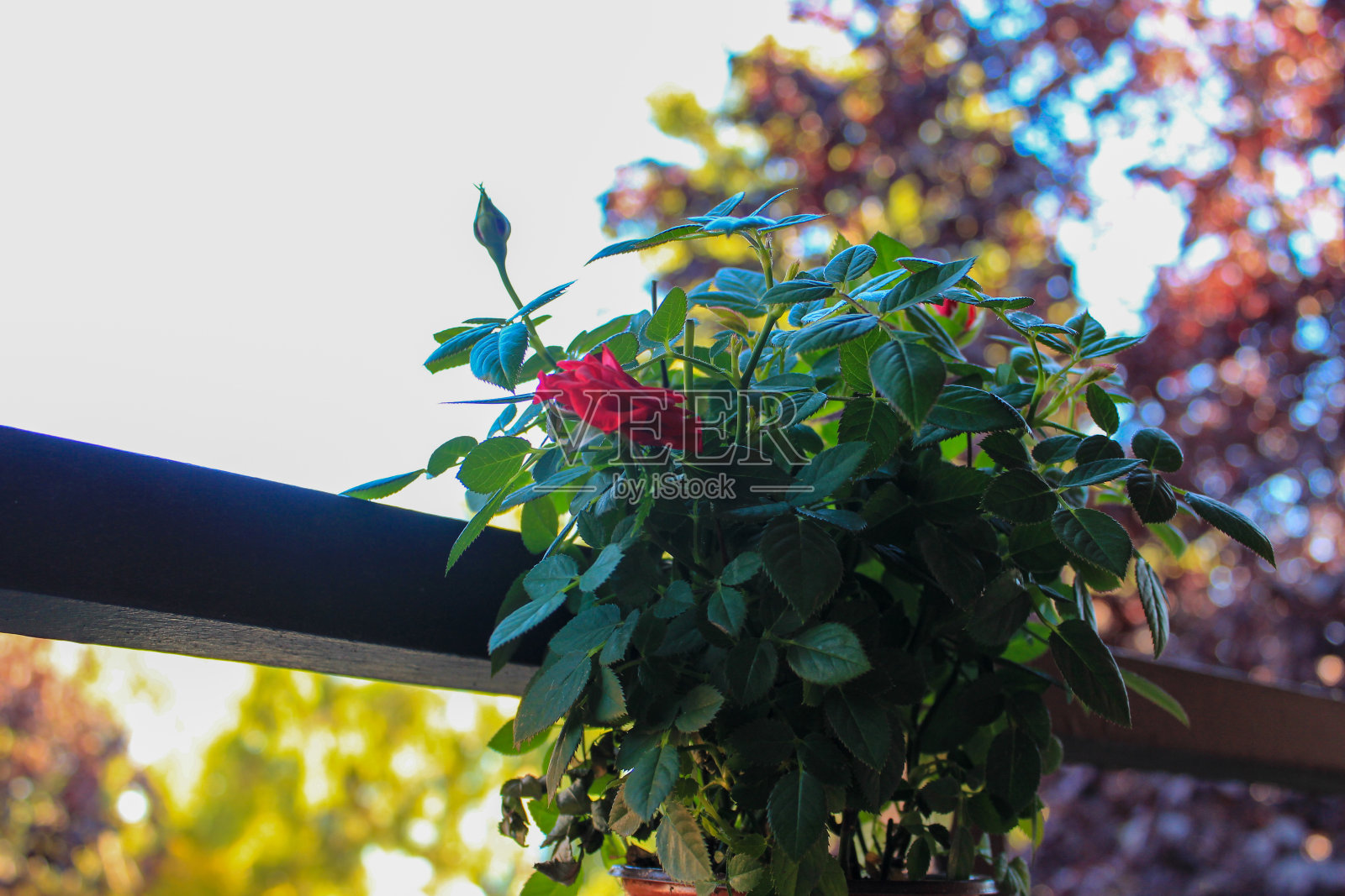 美丽的红玫瑰植物在花盆与自然的背景照片摄影图片