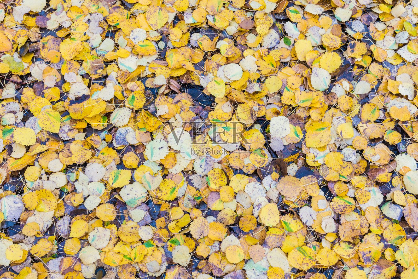 秋色背景或纹理的桦树、榆树、杨树、枫树和桤木叶子的棕色、黄色、红色、橙色的颜色在柏油路面上的公园路雨后照片摄影图片