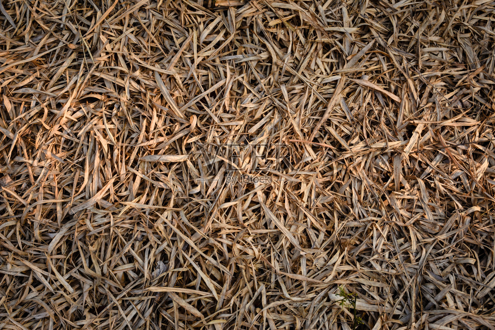 干竹叶纹理背景与阳光。照片摄影图片