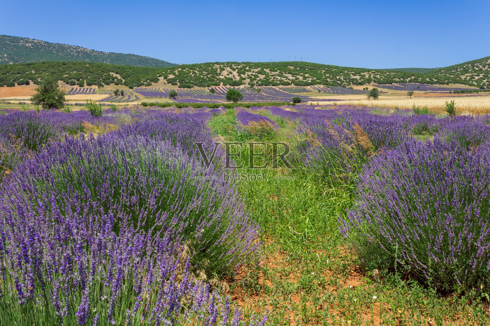 紫罗兰色薰衣草田的景色照片摄影图片