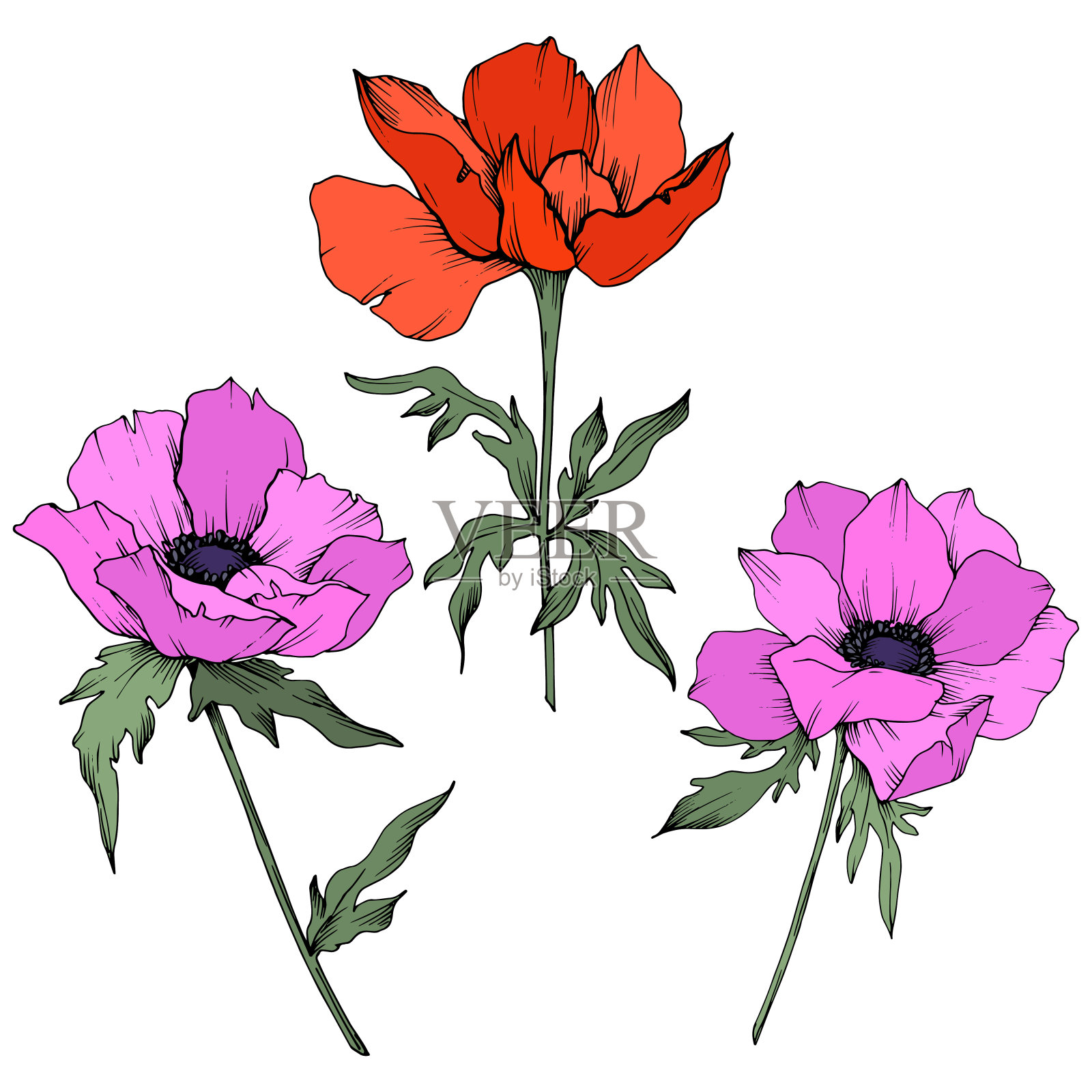 载体银莲花花卉植物花。黑白篆刻水墨艺术。孤立的海葵插图元素。插画图片素材