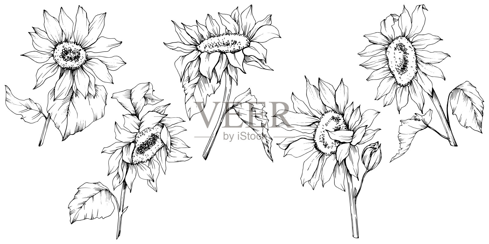 向量向日葵花植物花。黑白篆刻水墨艺术。孤立的向日葵插图元素。插画图片素材