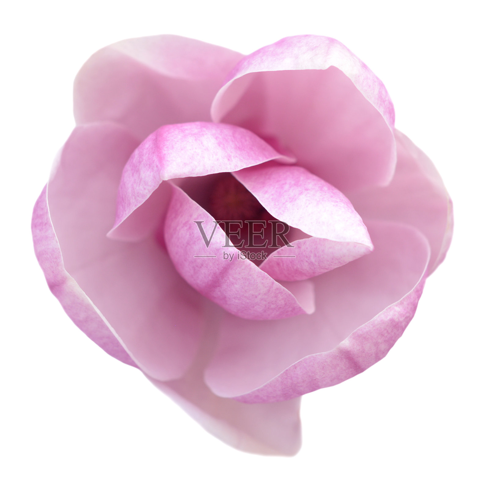 玉兰花照片摄影图片