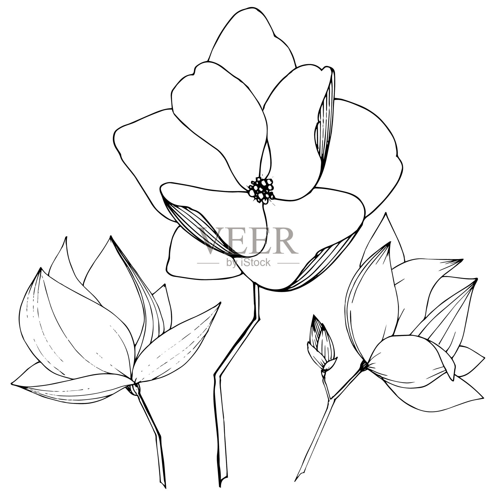 载体木兰花植物花。黑白篆刻水墨艺术。孤立木兰插图元素。插画图片素材