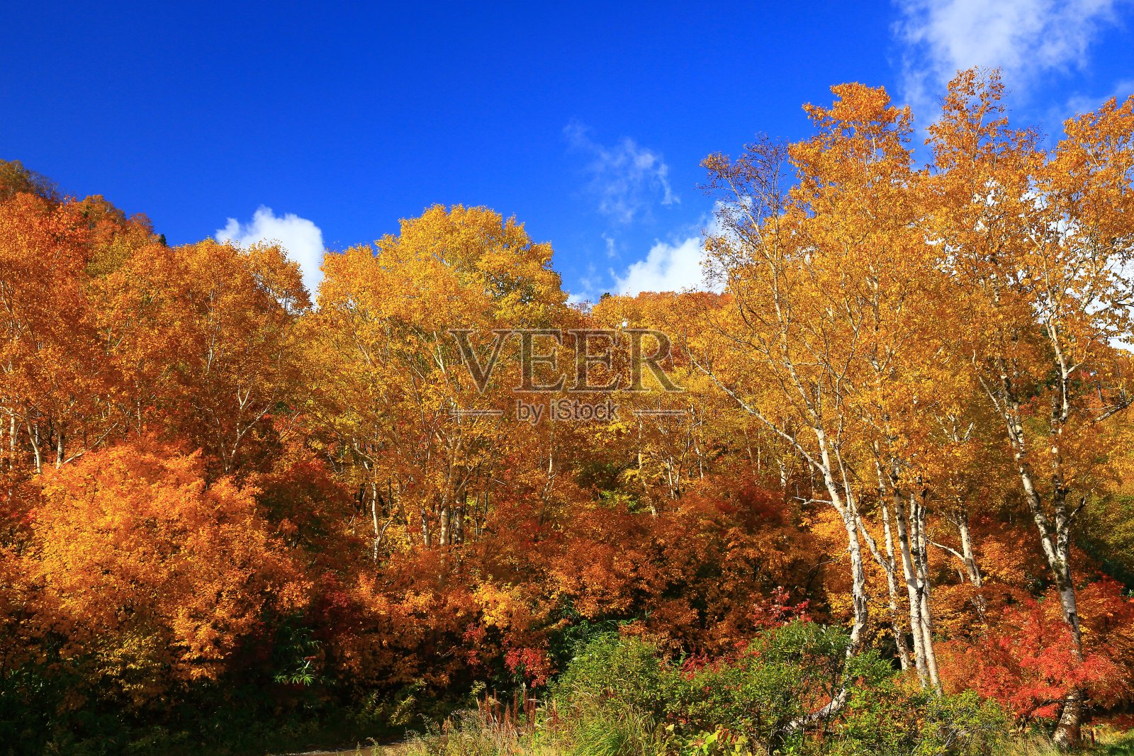 八毛满泰的彩色叶子照片摄影图片