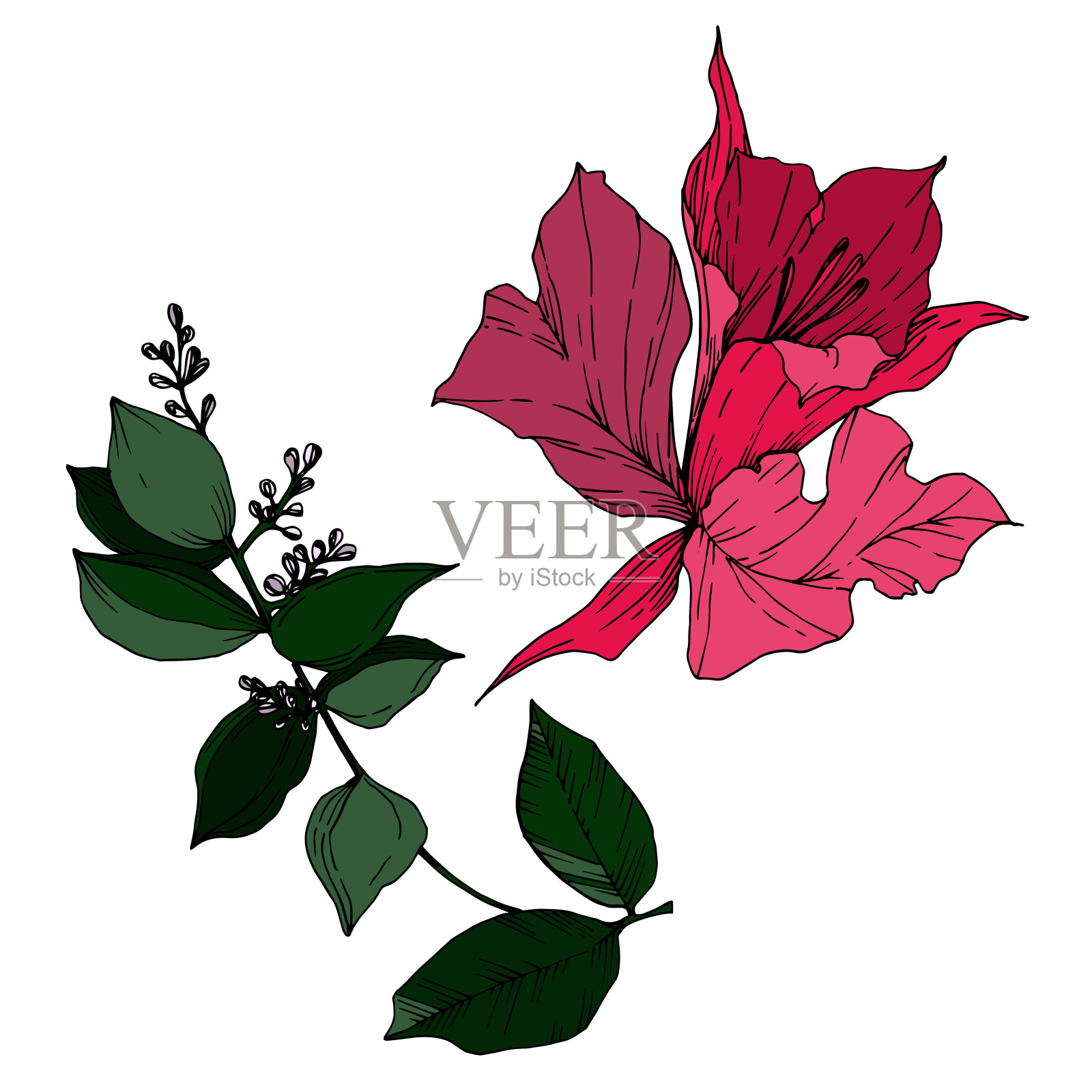 病媒热带花和叶孤立。黑白篆刻水墨艺术。孤立植物插图元素。插画图片素材