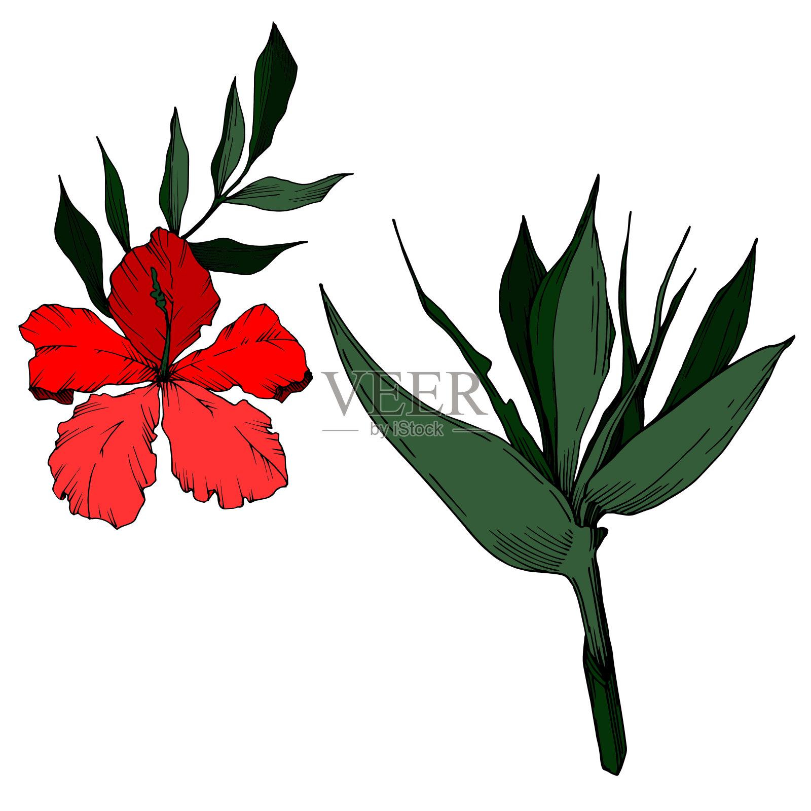 病媒热带花和叶孤立。黑白篆刻水墨艺术。孤立植物插图元素。插画图片素材