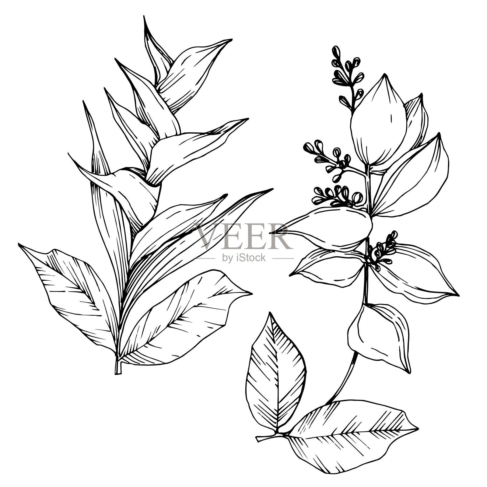 病媒热带花和叶孤立。黑白篆刻水墨艺术。孤立植物插图元素。插画图片素材