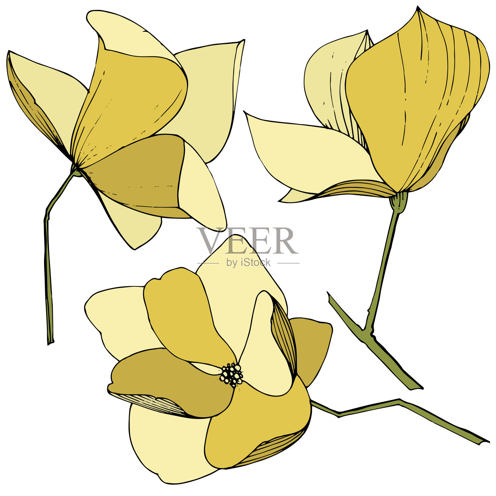 载体木兰花植物花。黄色雕刻水墨艺术。孤立木兰插图元素。插画图片素材