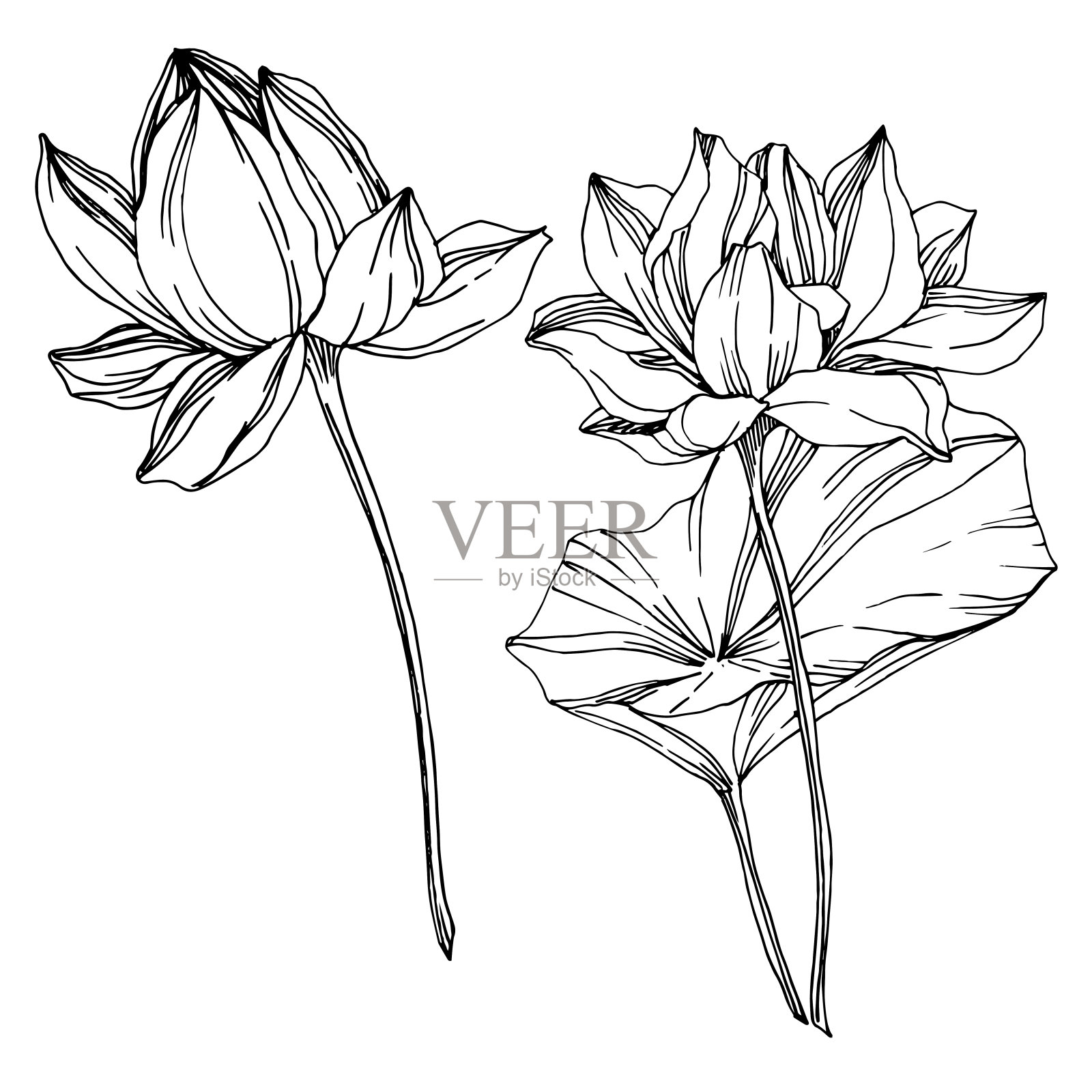 向量莲花花植物花。黑白篆刻水墨艺术。孤立的荷花插图元素。设计元素图片