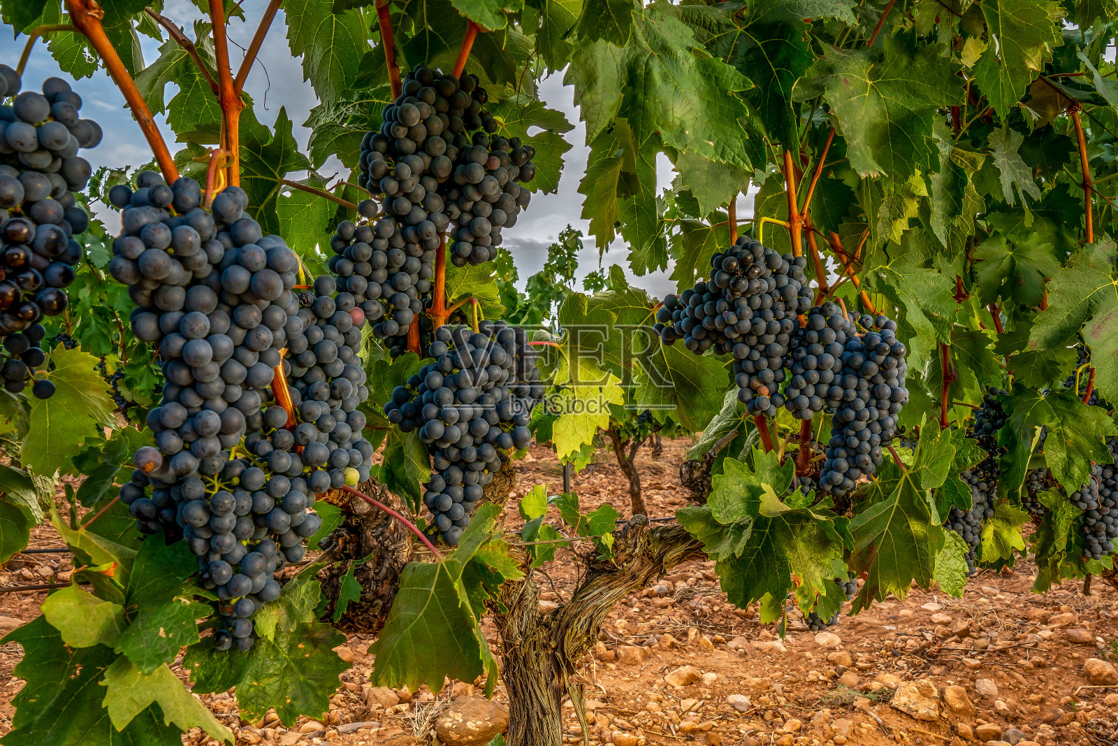 近距离观看一串葡萄在葡萄树上与绿色的叶子在一个秋天的一天-图像照片摄影图片