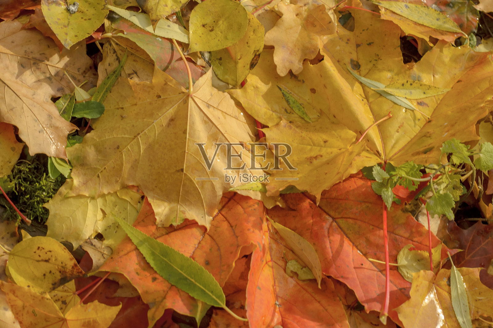 地面上不同树种落叶的纹理。照片摄影图片