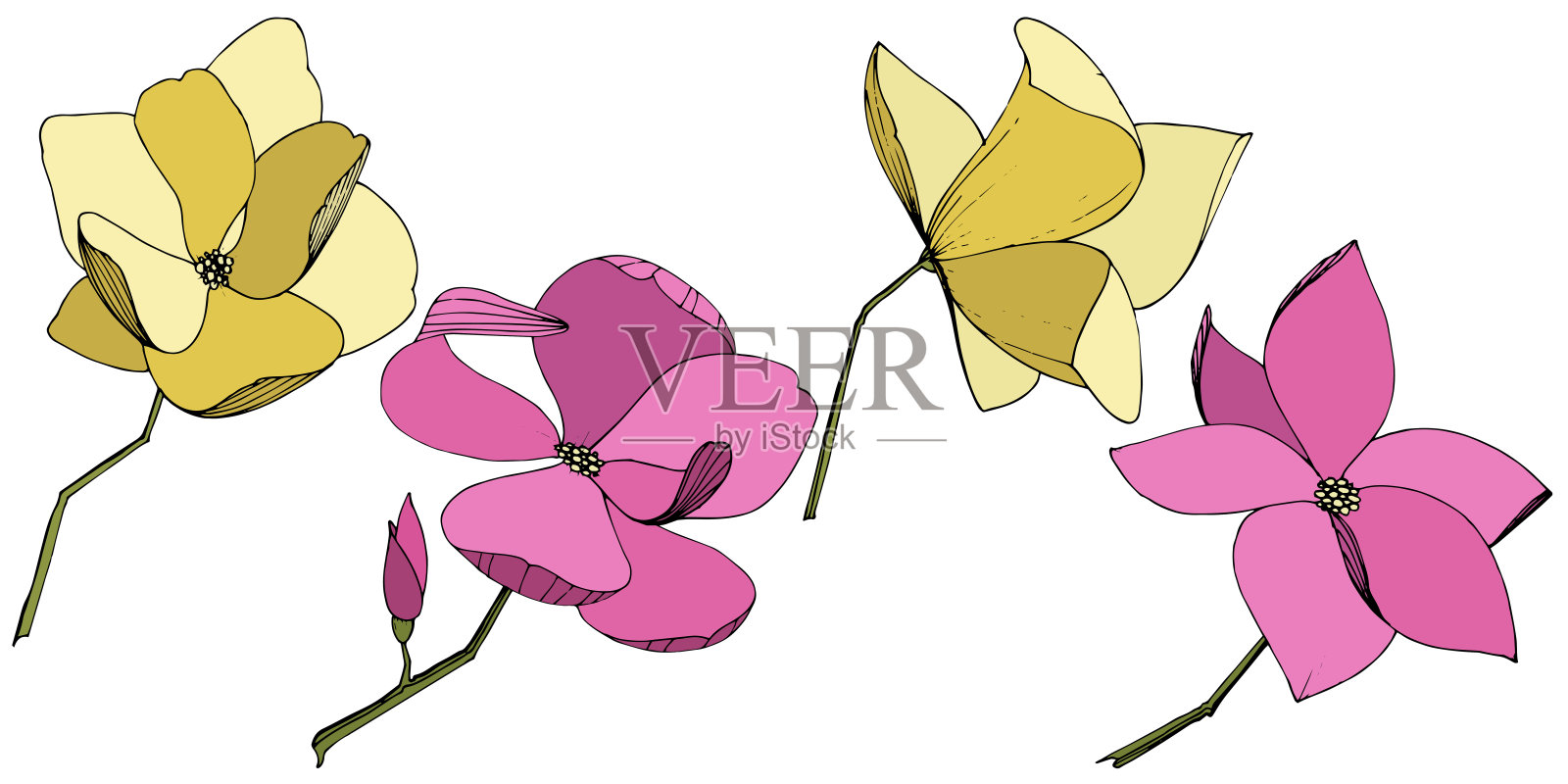 载体木兰花植物花。紫色和黄色的雕刻水墨艺术。孤立木兰插图元素。插画图片素材