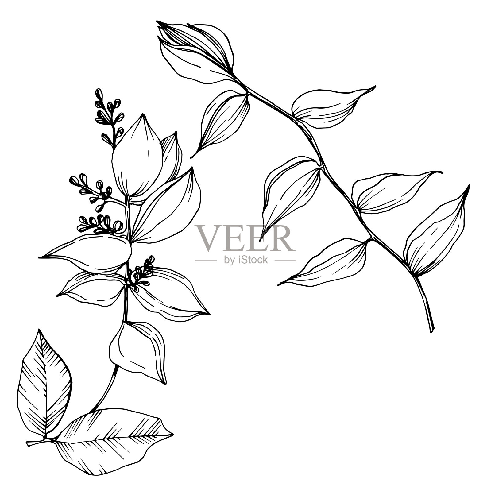 病媒热带花和叶孤立。黑白篆刻水墨艺术。孤立植物插图元素。插画图片素材