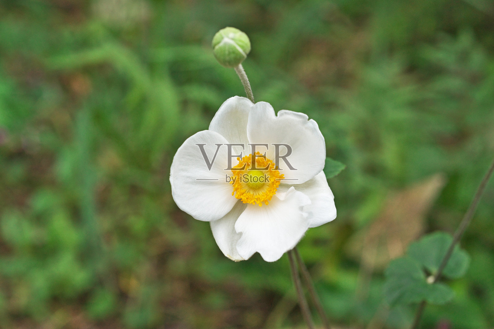 阿尼蒙·哈彭西斯照片摄影图片