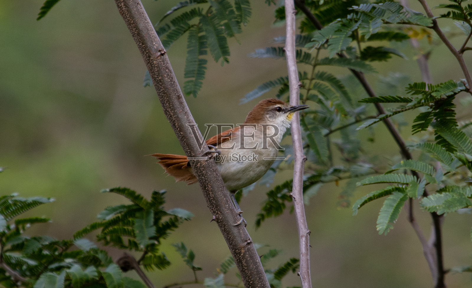 鸟栖息在树上的特写镜头照片摄影图片