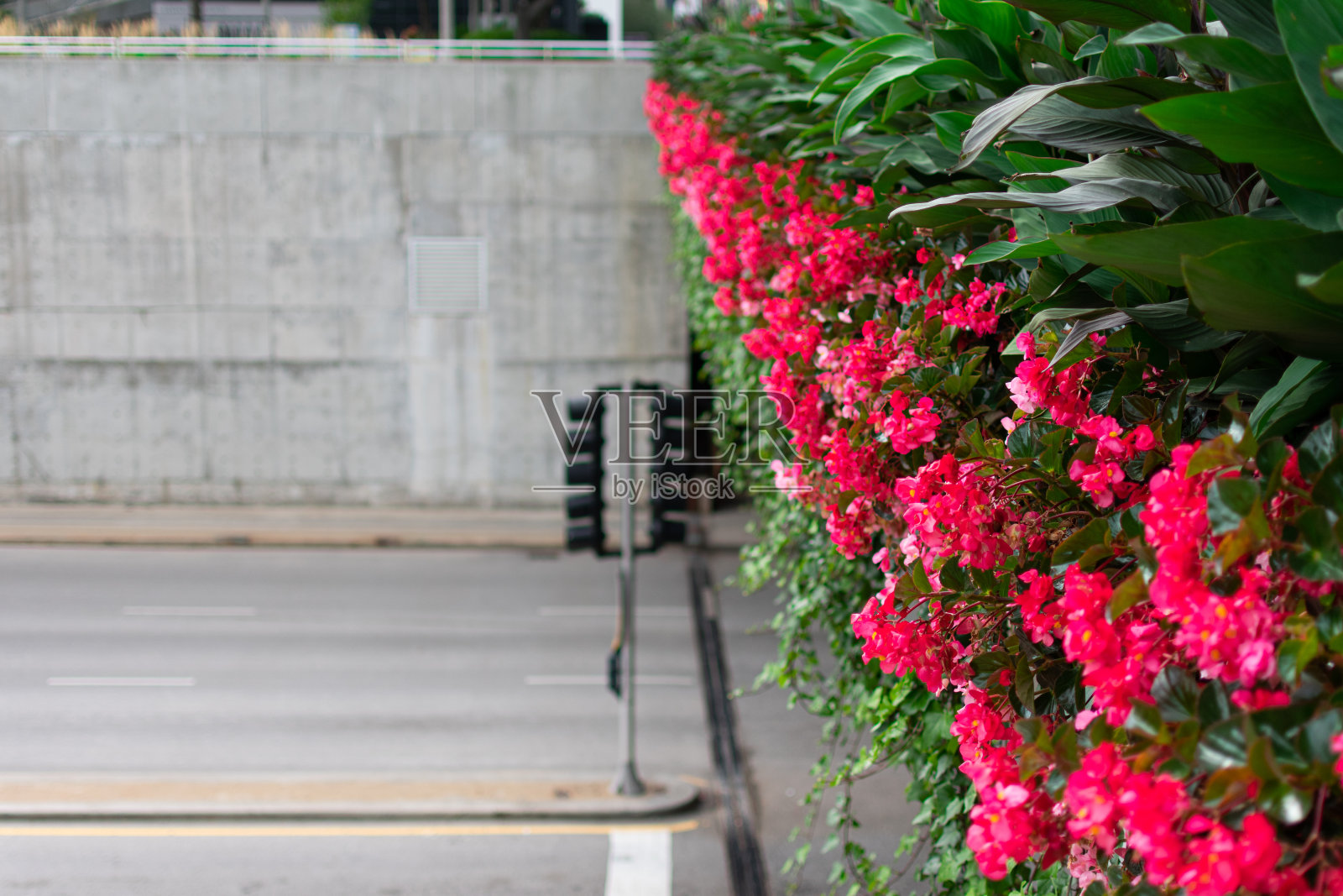 芝加哥市中心哥伦布大道上美丽的粉红色花朵照片摄影图片