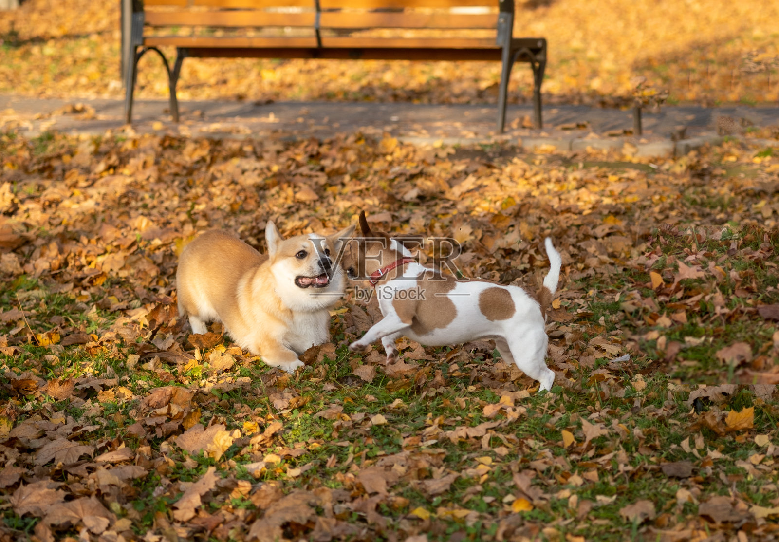 威尔士柯基犬和杰克罗素在秋天公园的黄叶上嬉戏玩耍照片摄影图片