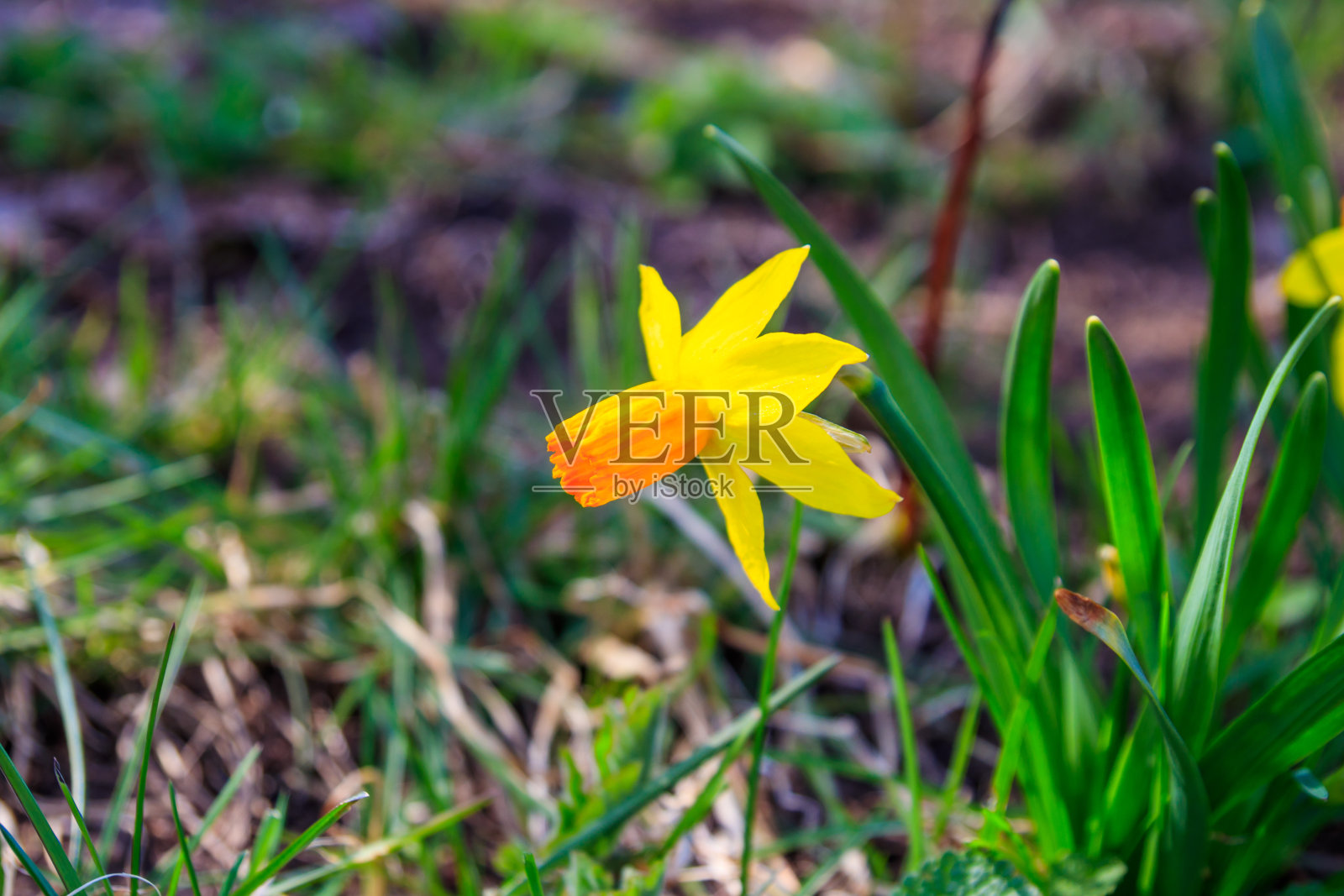 花园里的黄色水仙花。花坛上美丽的水仙花照片摄影图片
