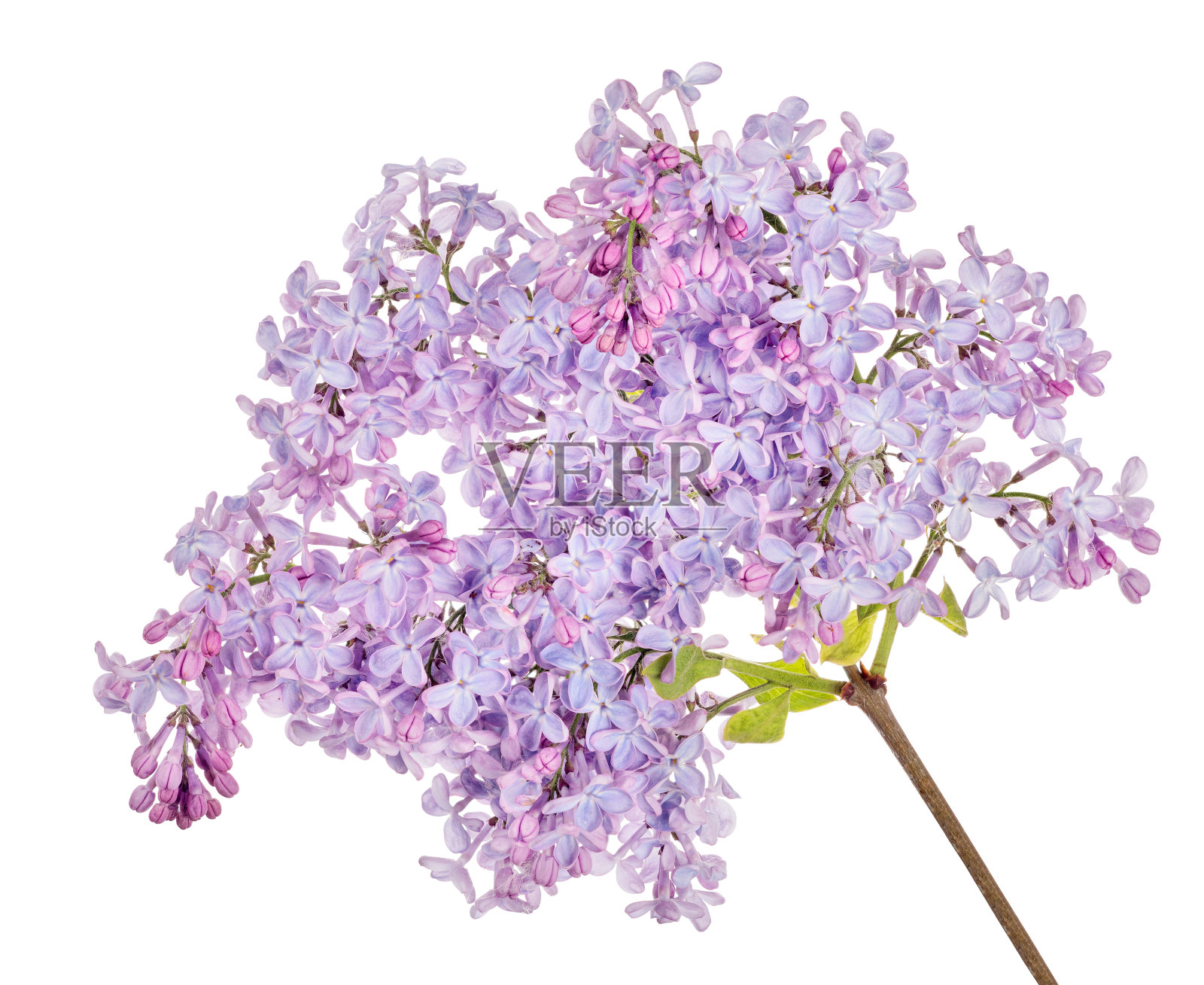 淡蓝色淡紫色茂盛的分枝孤立在白色上照片摄影图片