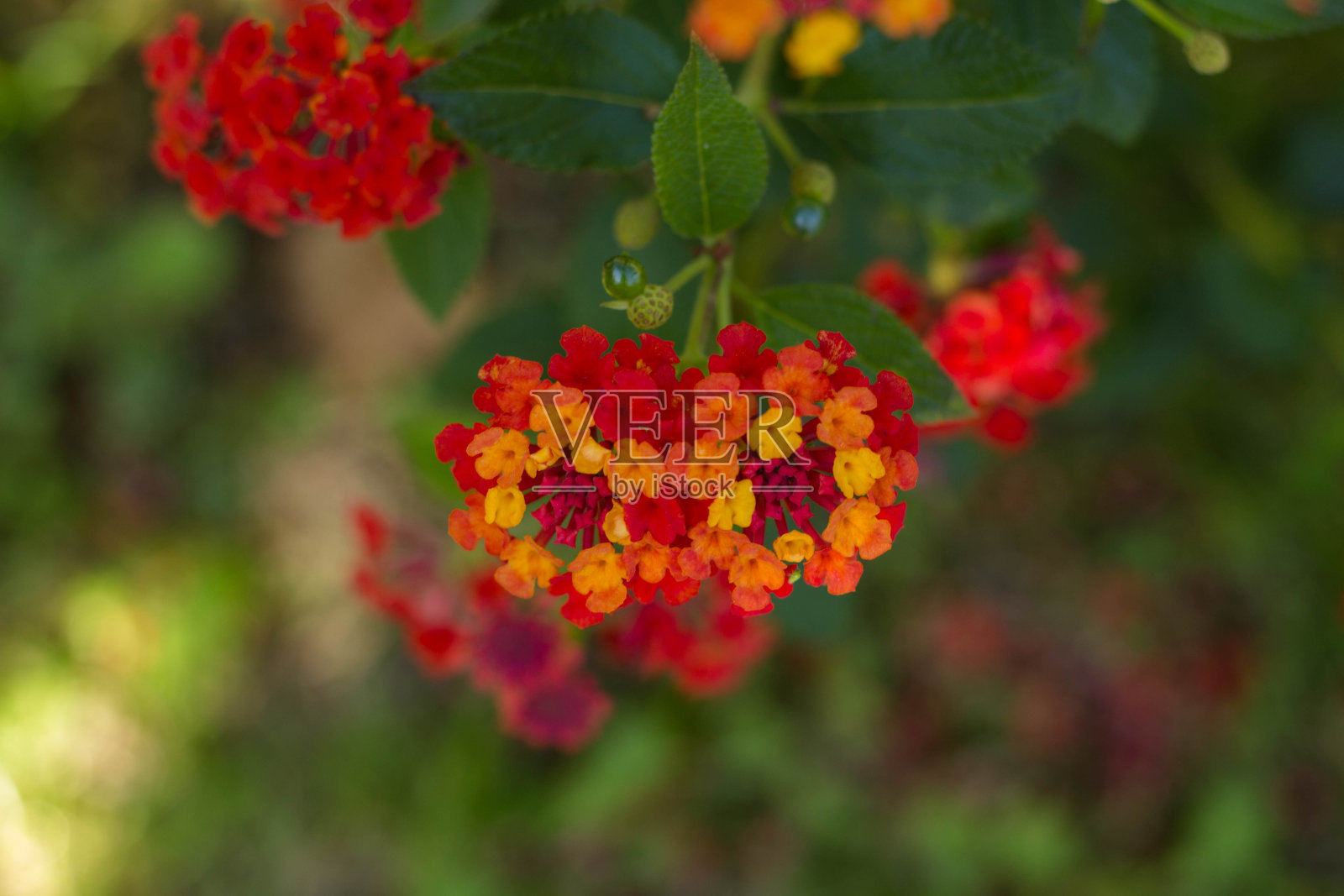 彩色卡马拉(西班牙国旗)照片摄影图片