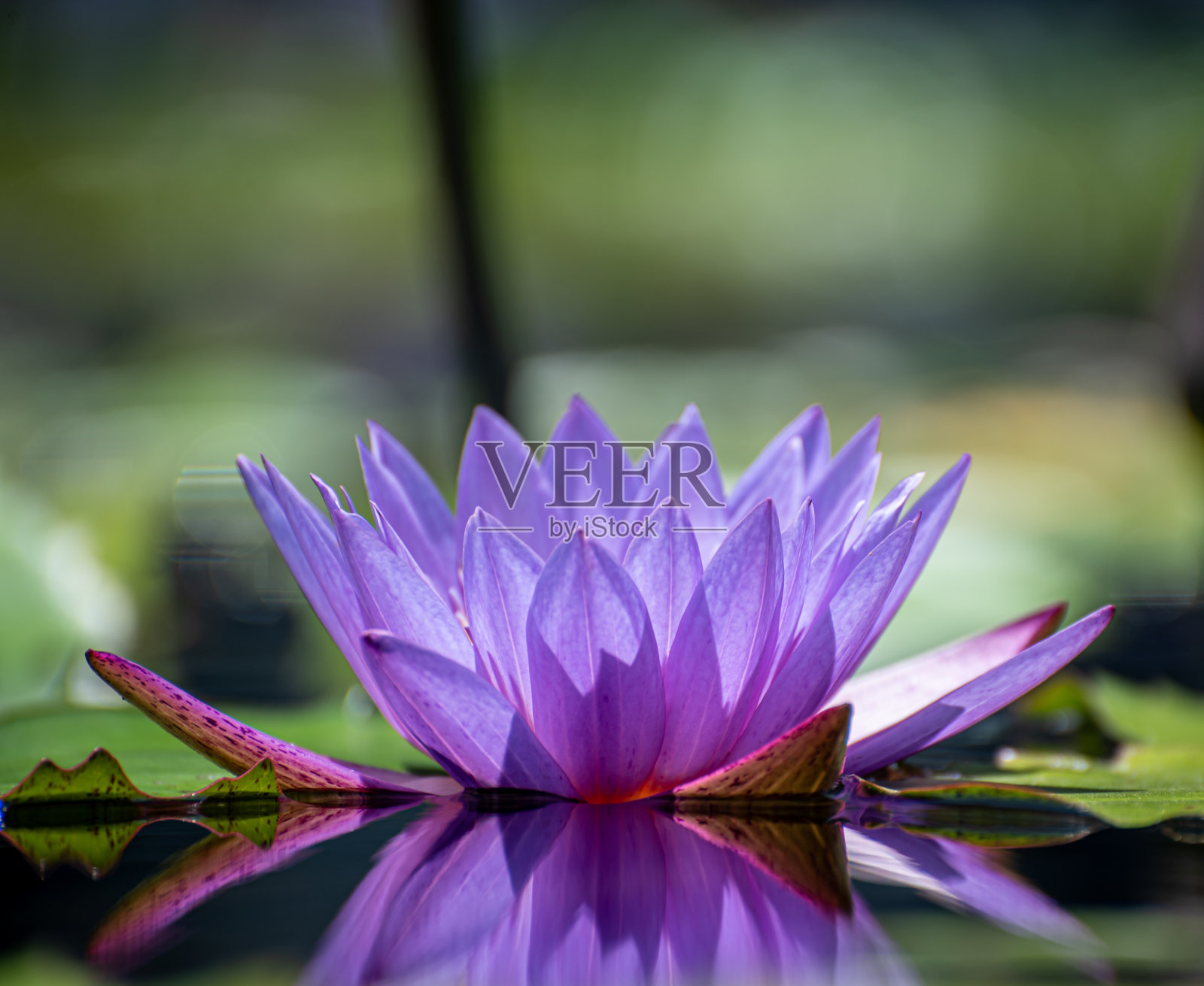 池塘里美丽的睡莲或荷花。照片摄影图片