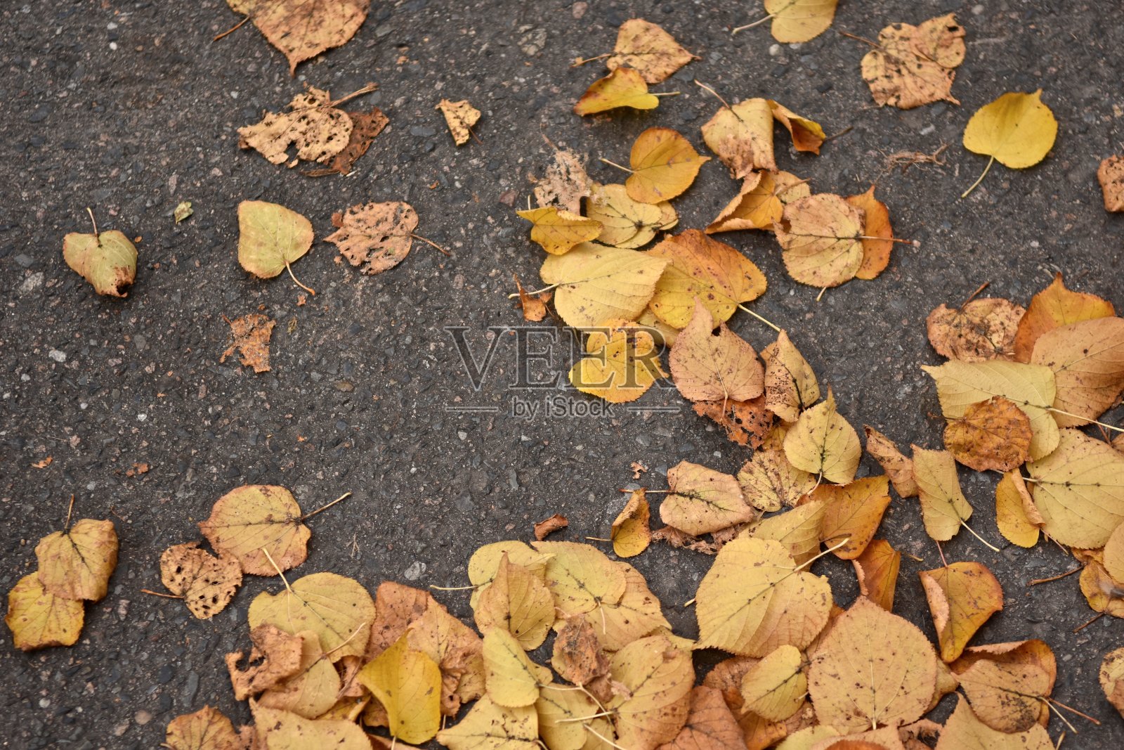 橙色的叶子躺在街上照片摄影图片
