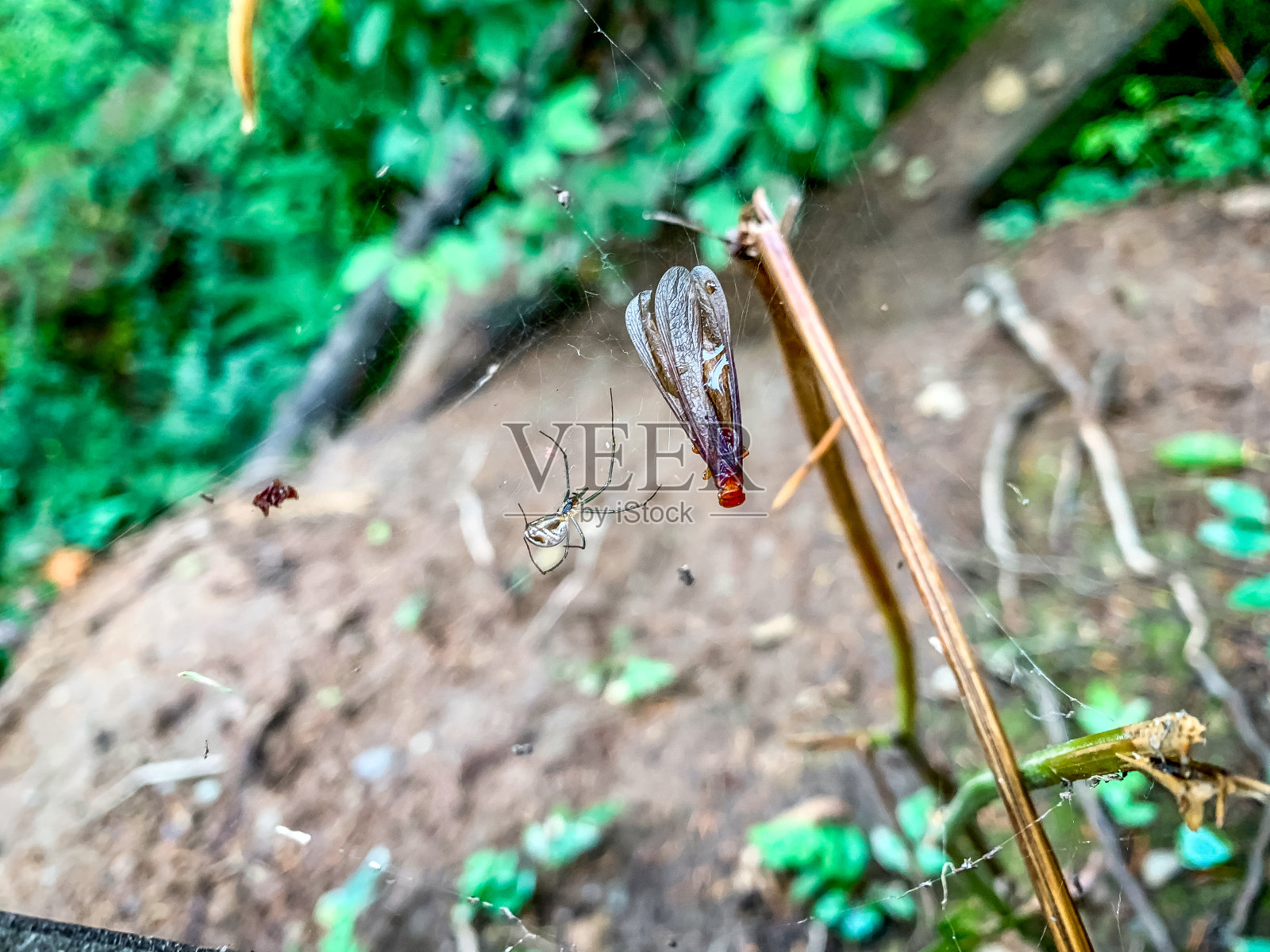 蜘蛛和猎物在网上照片摄影图片