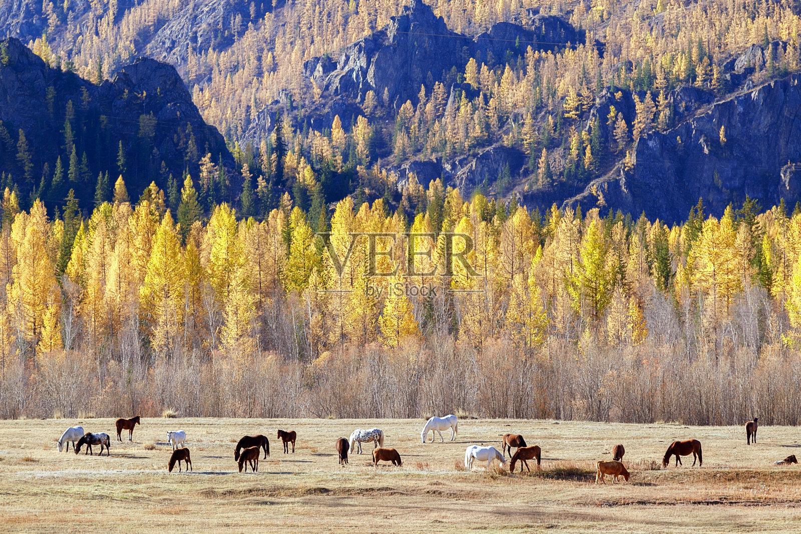 美丽的风景秋天森林和马照片摄影图片