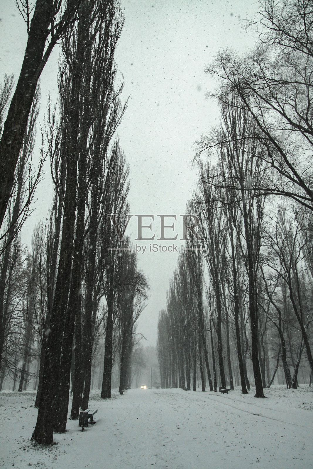 美丽的新年天气,雪天公园。在大街上。圣诞节的主题照片摄影图片