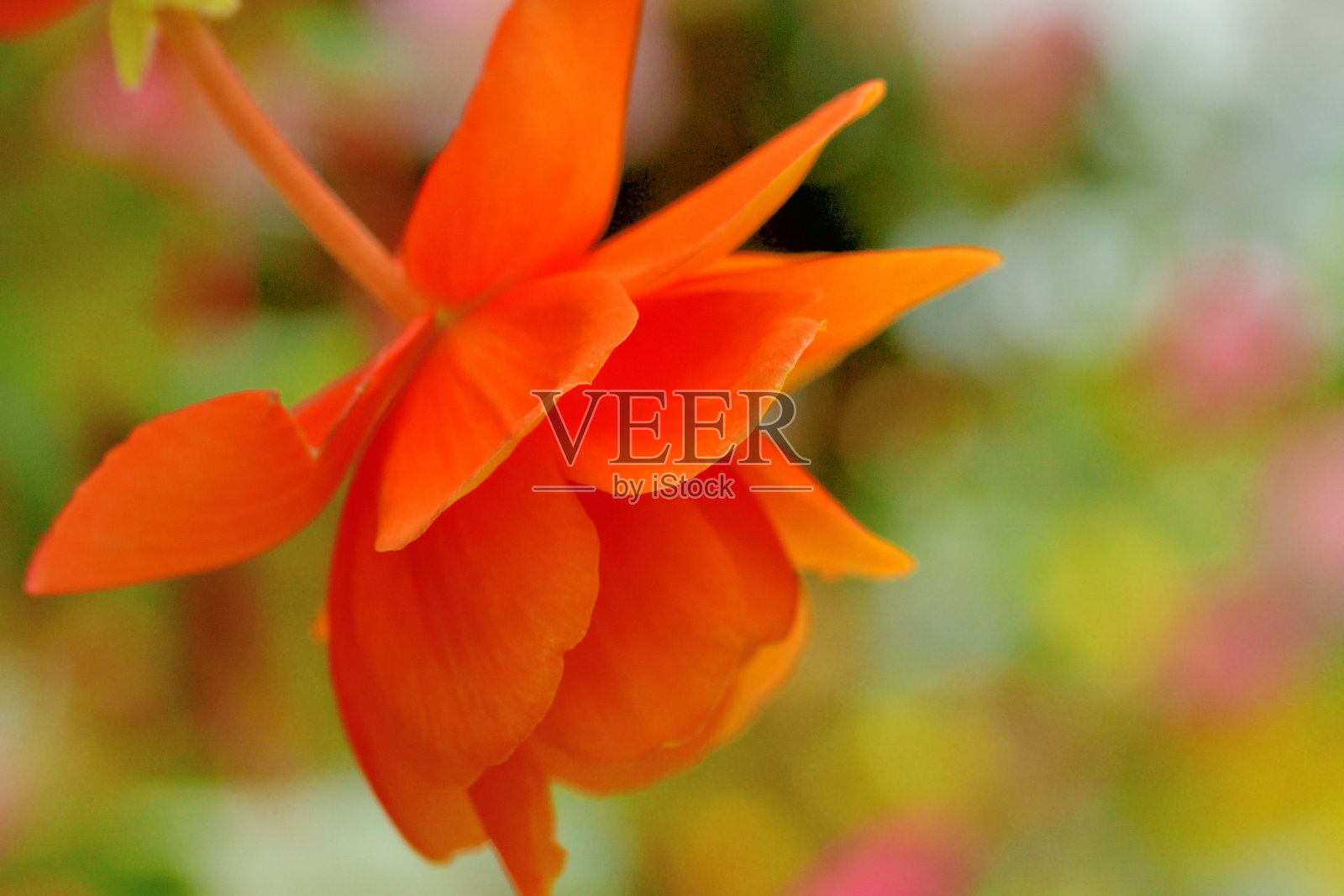 海棠花与多色的背景照片摄影图片